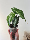 Alocasia Venom