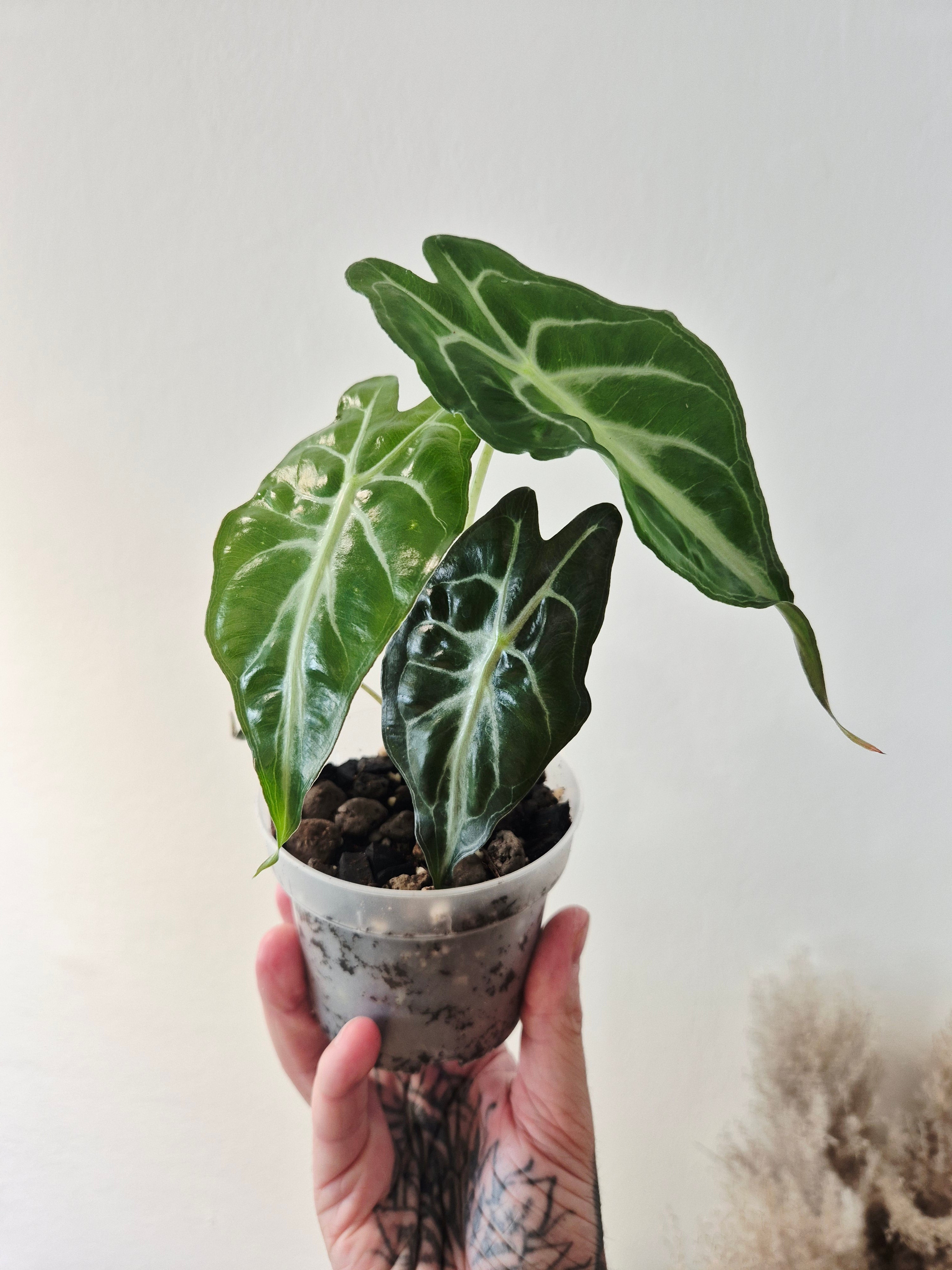 Alocasia Venom
