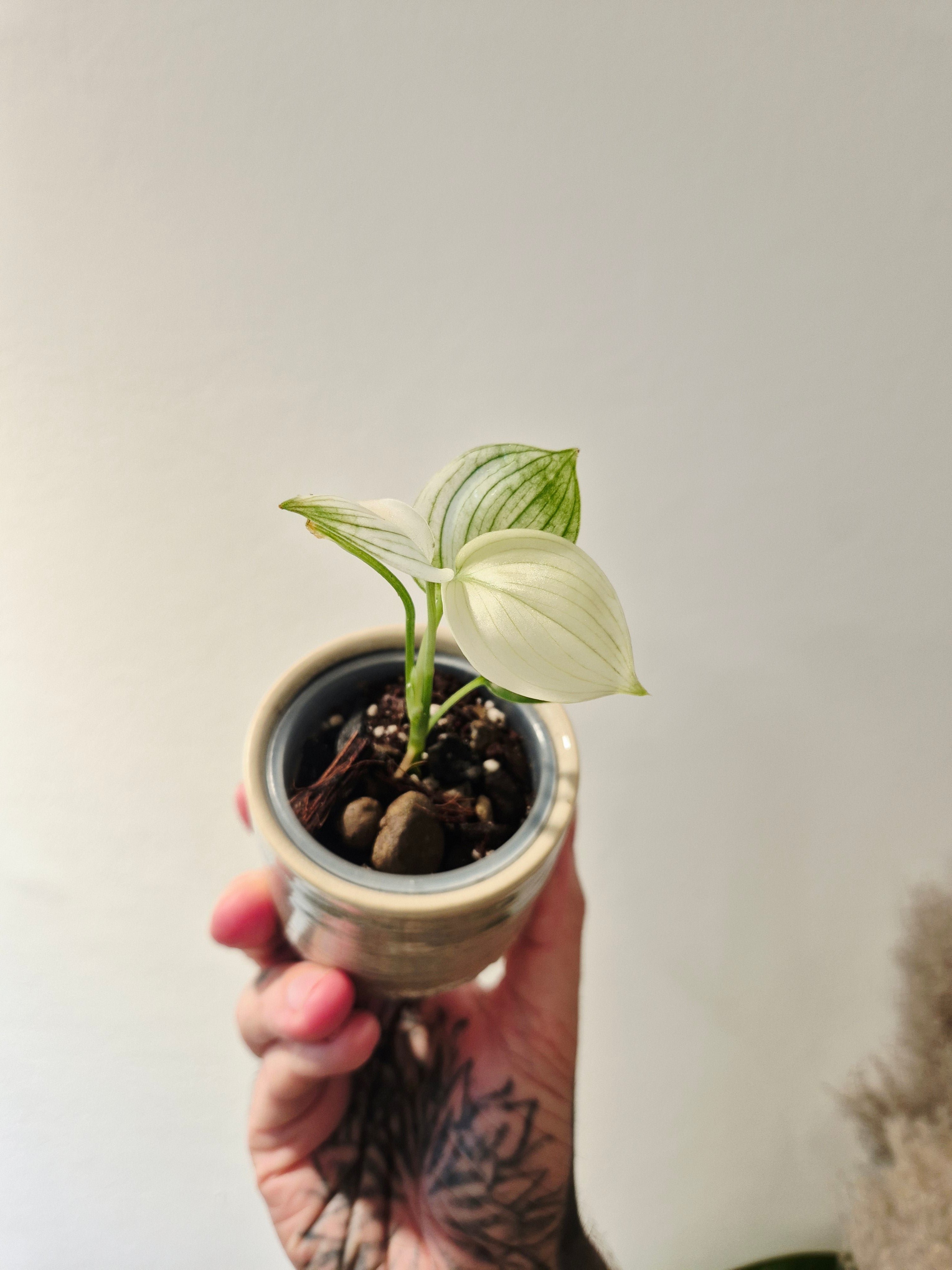 Scindapsus white monster