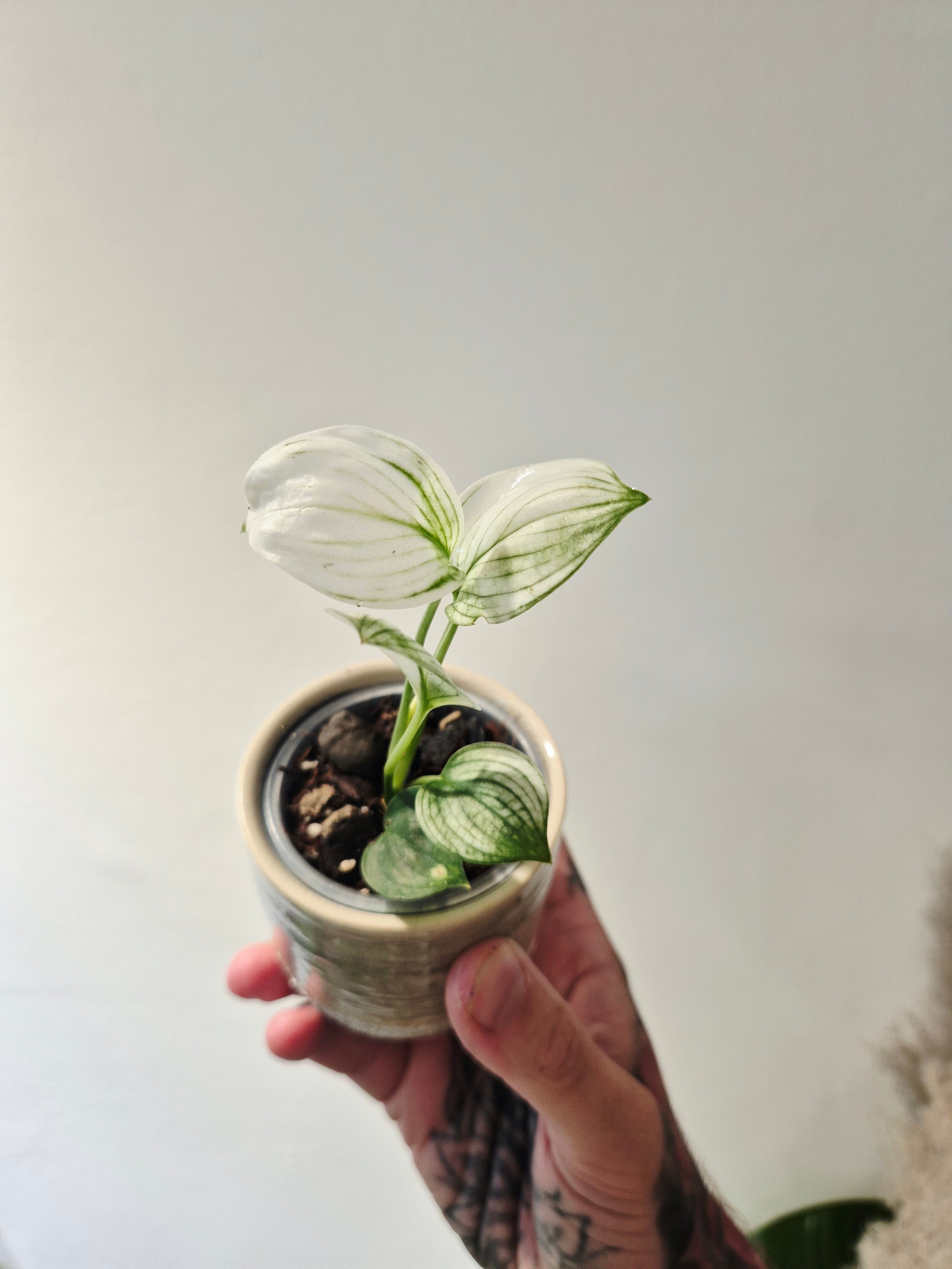 Scindapsus white monster