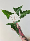 Alocasia Lailah