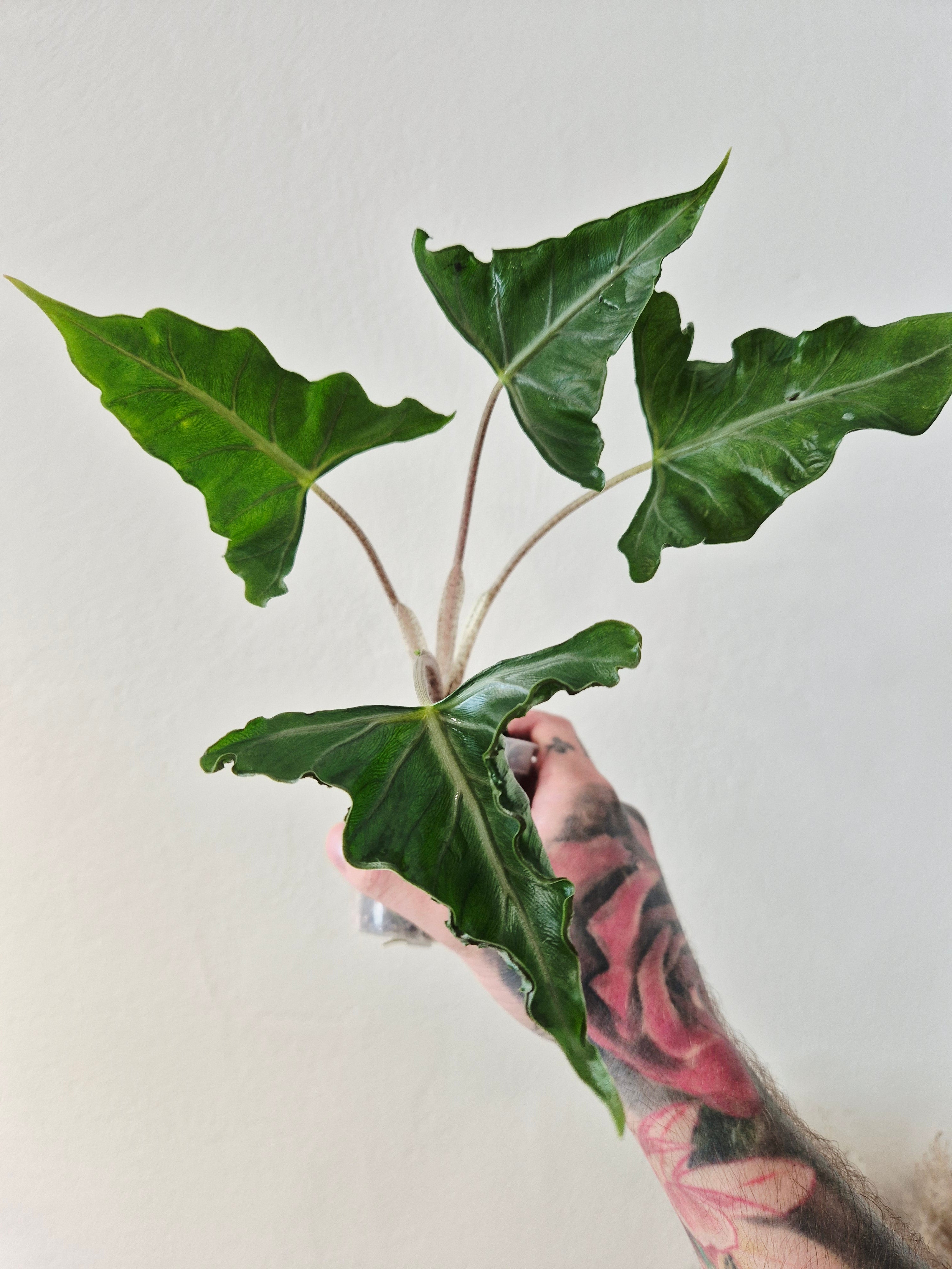 Alocasia Lailah