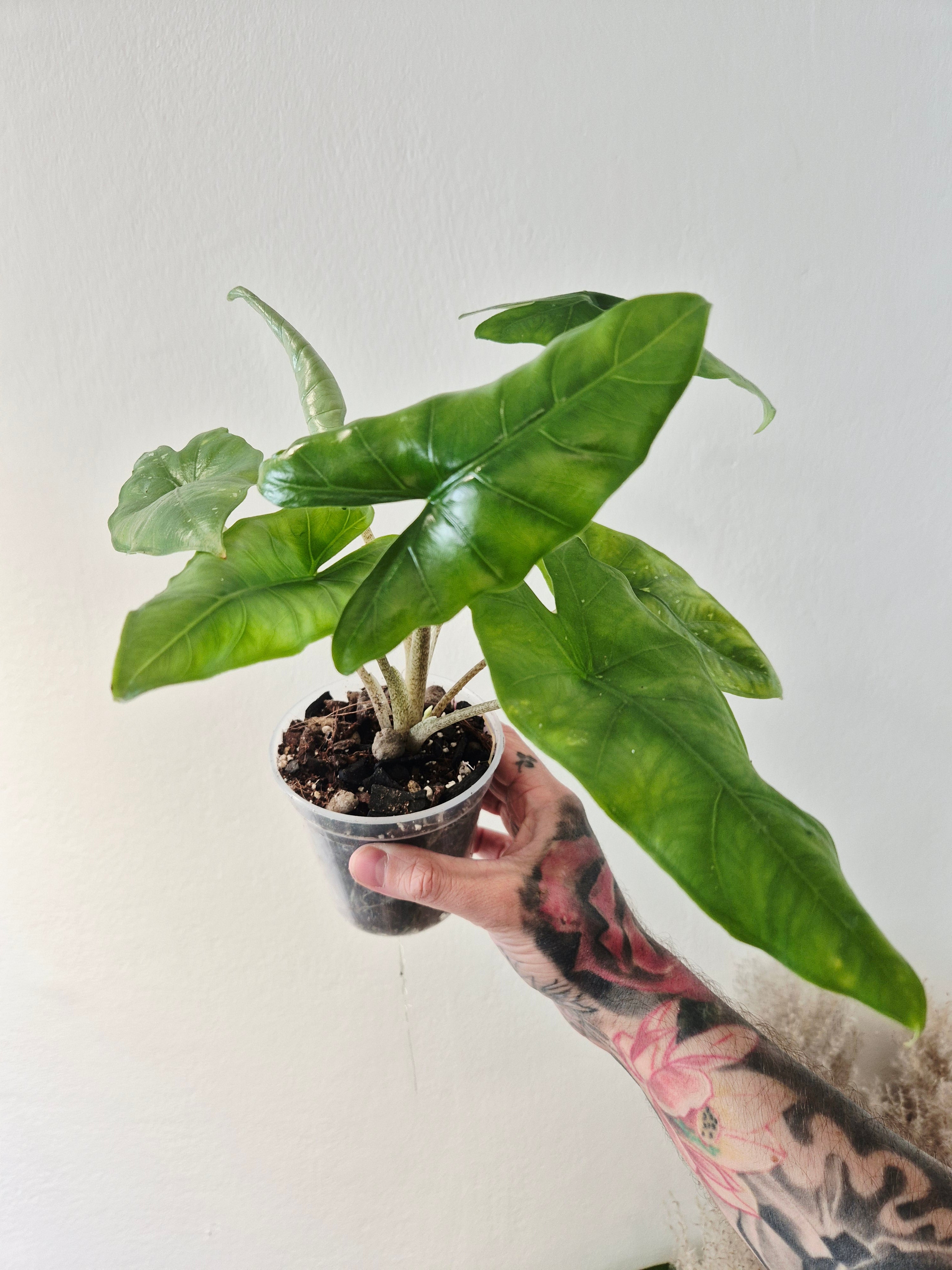Alocasia shattered glass