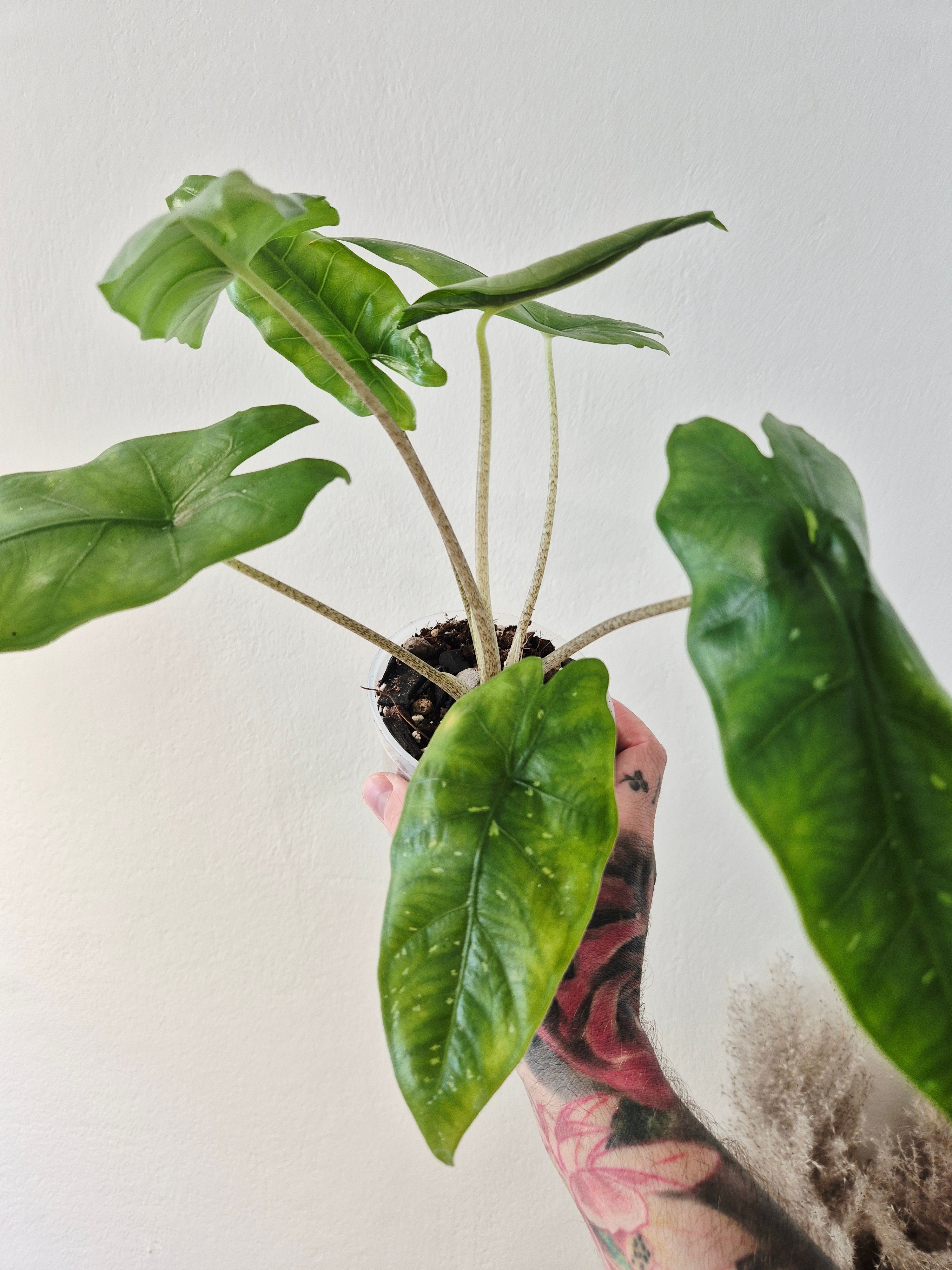 Alocasia shattered glass