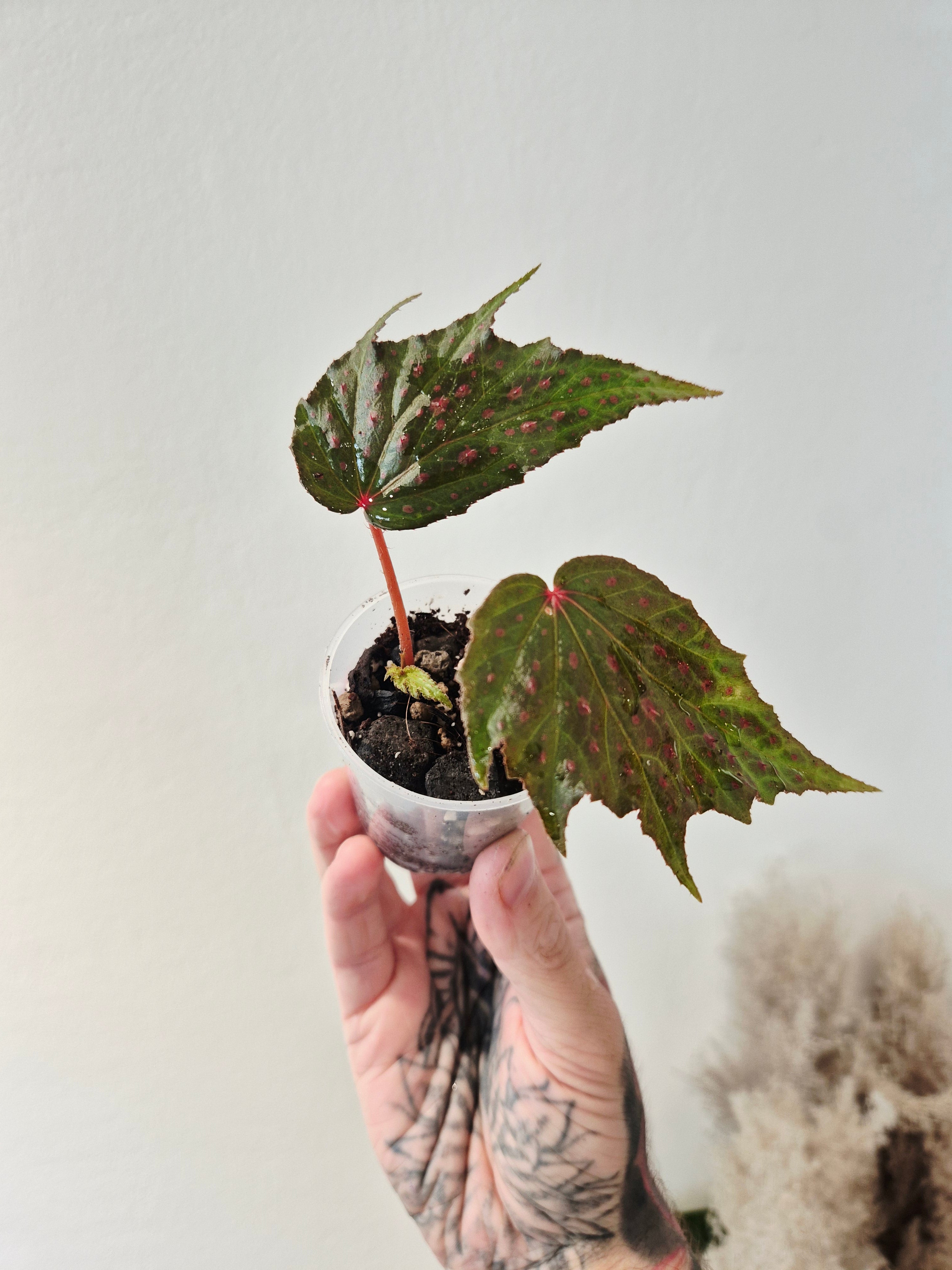 Begonia dancing dragon