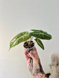Alocasia Longiloba purple