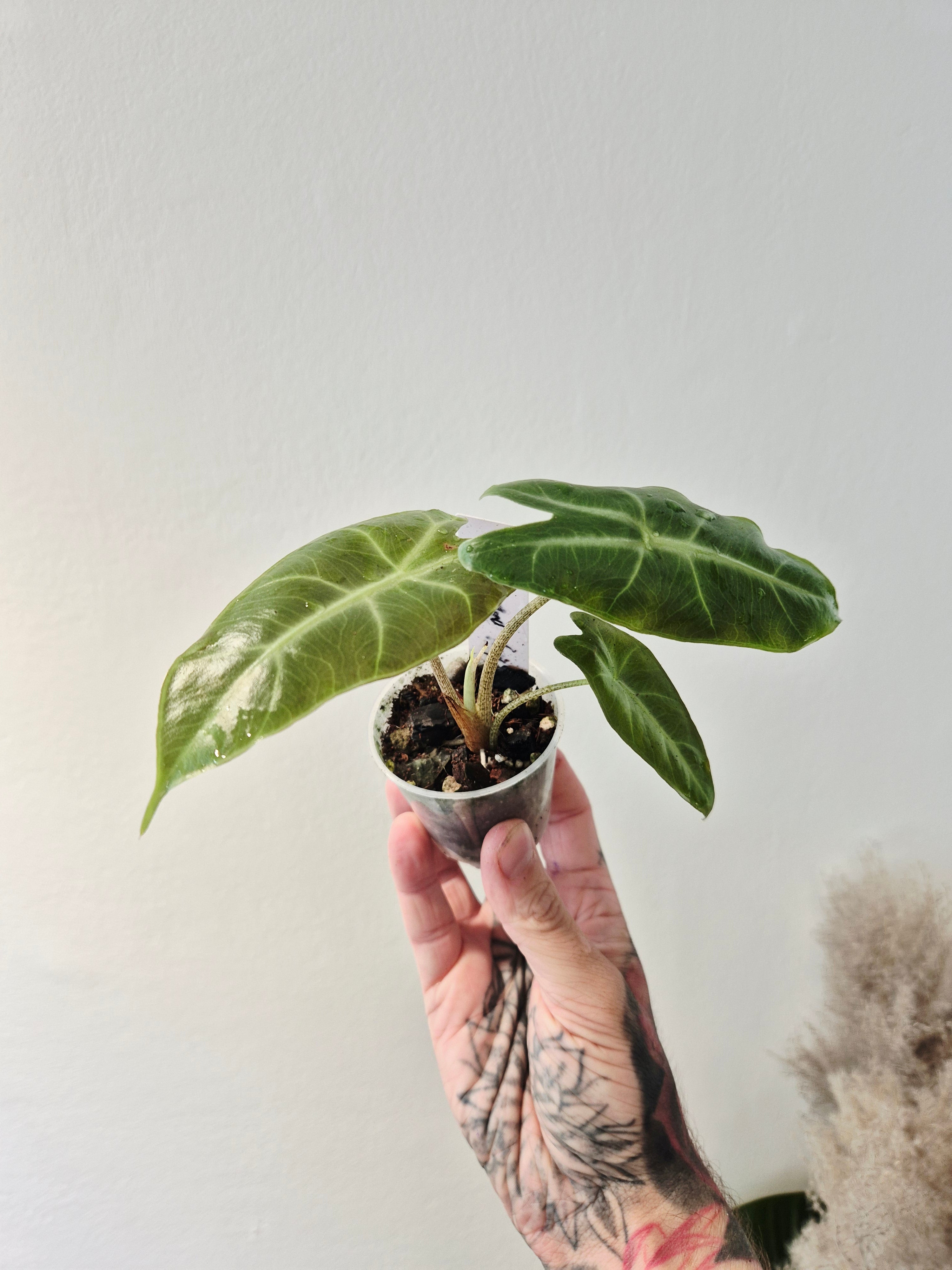 Alocasia Longiloba purple