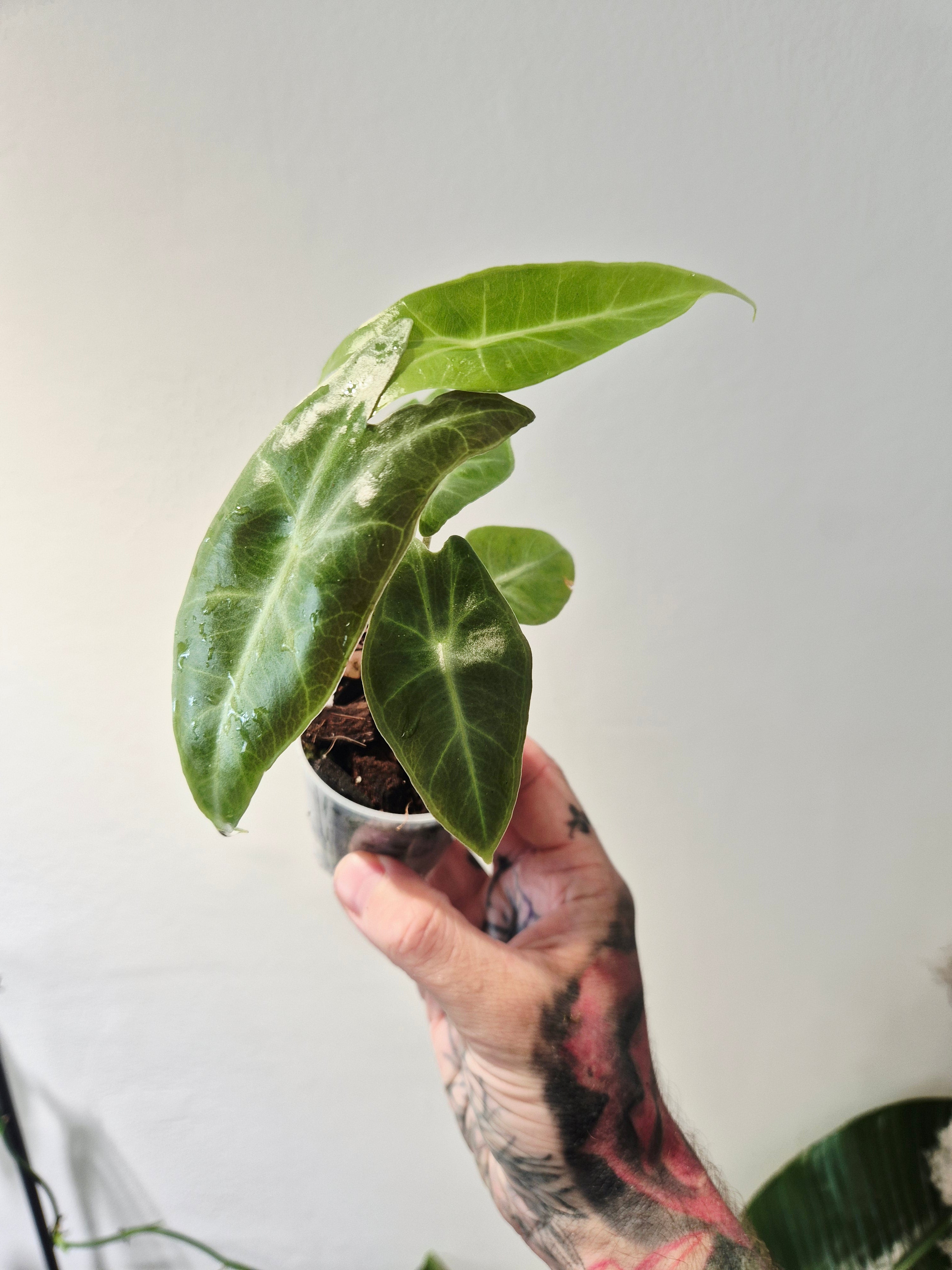 Alocasia Longiloba purple