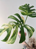 Monstera aurea variegata