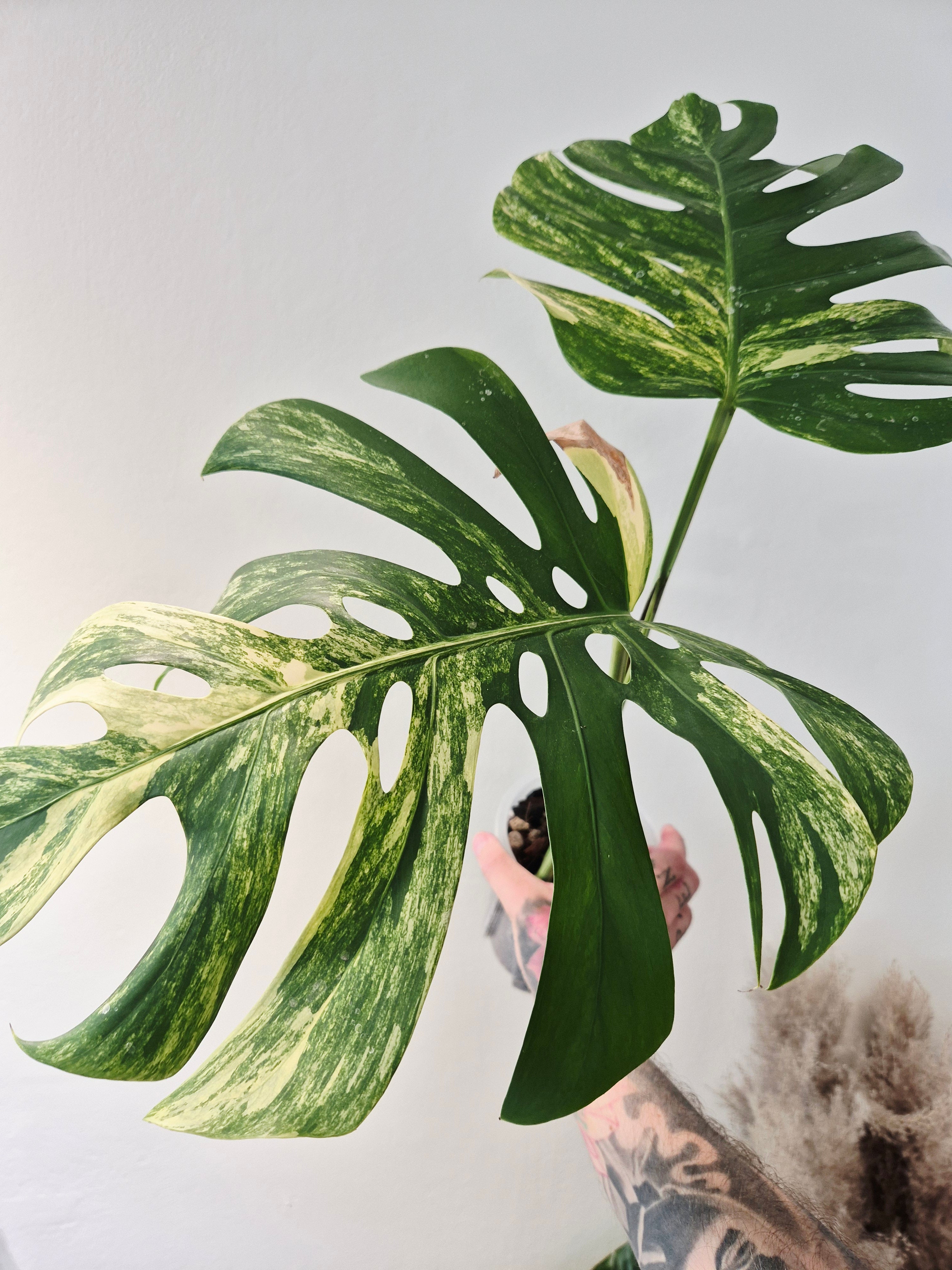 Monstera aurea variegata