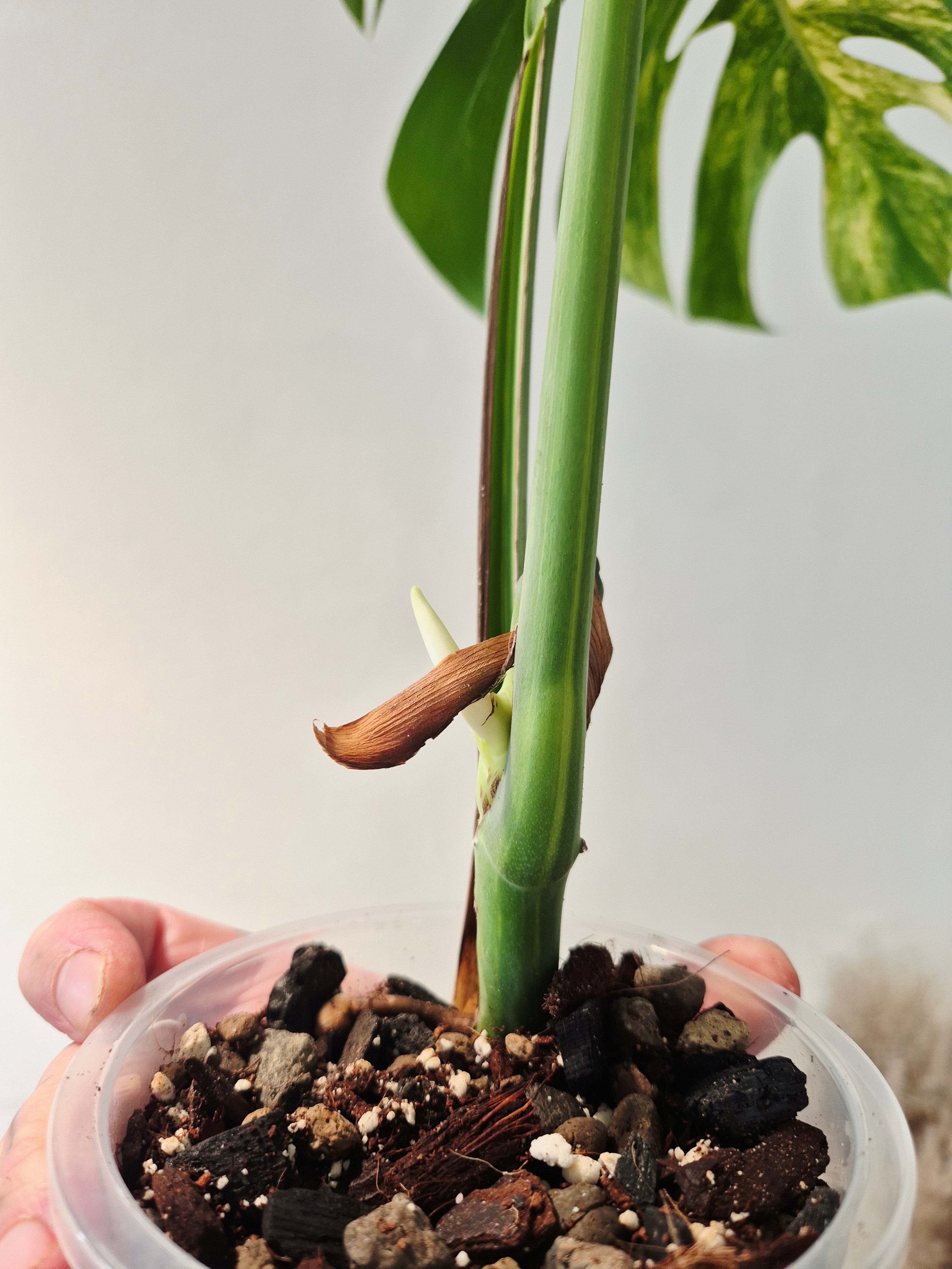 Monstera aurea variegata