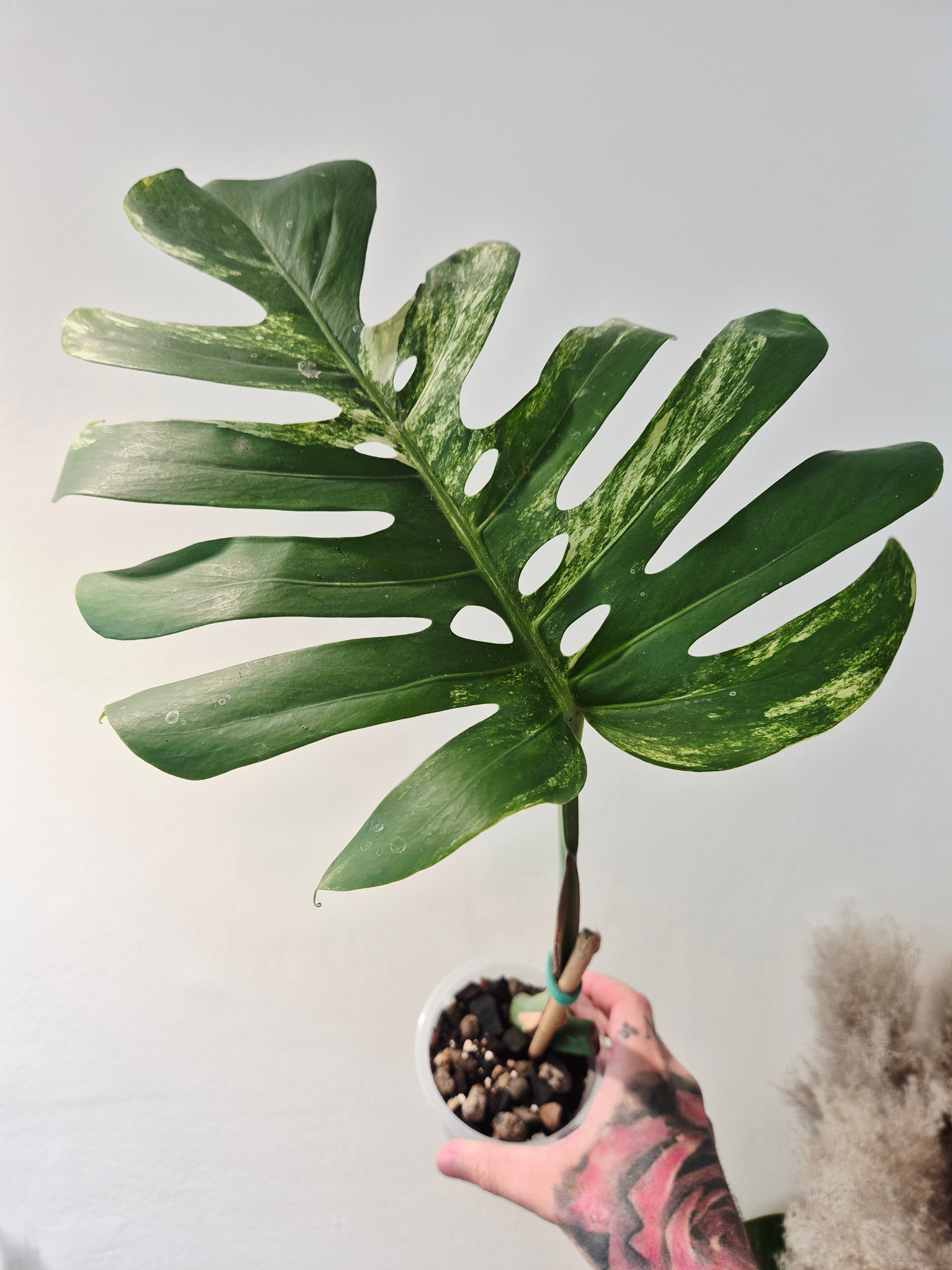 Monstera aurea variegata