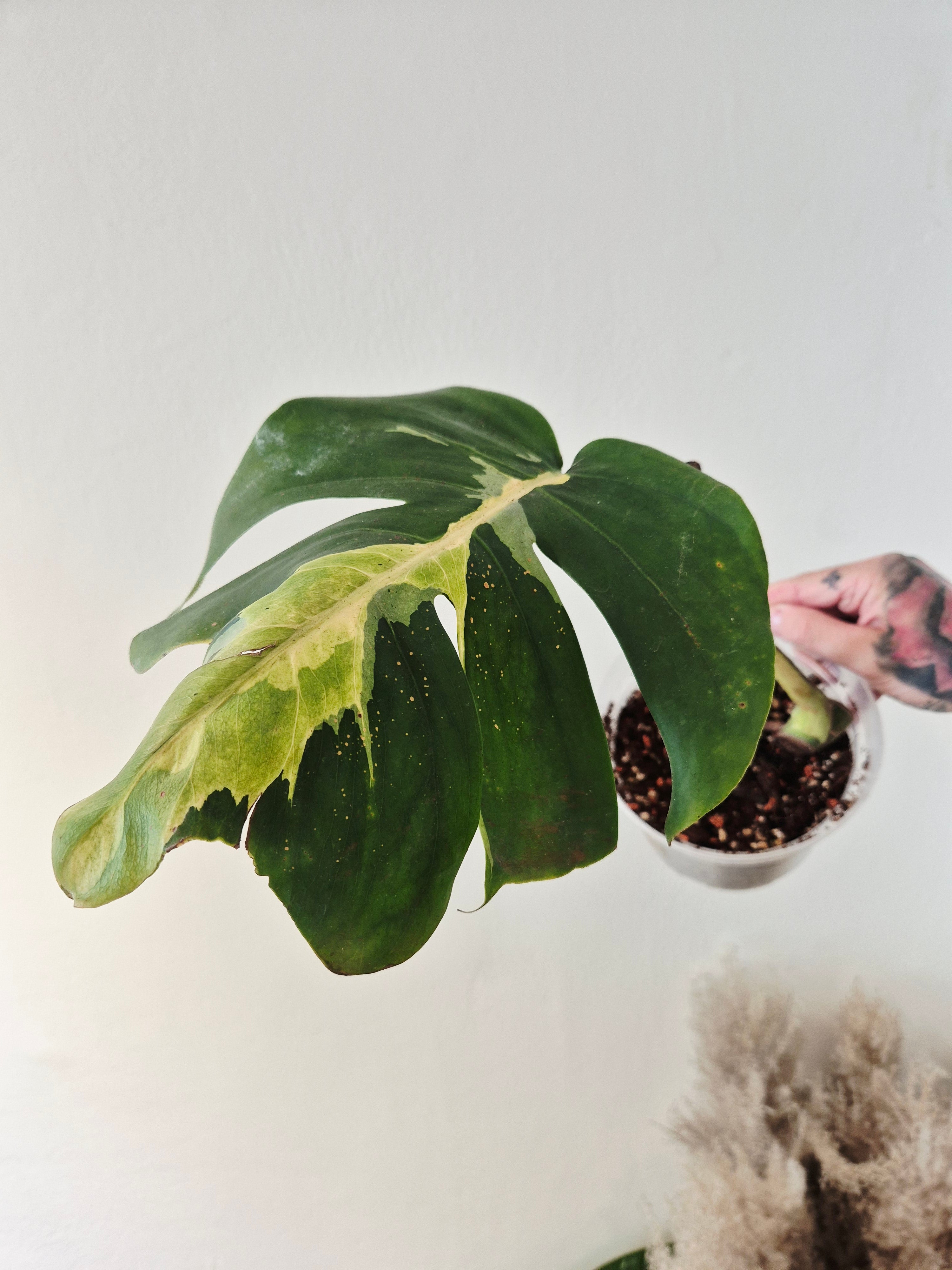 Monstera white lava