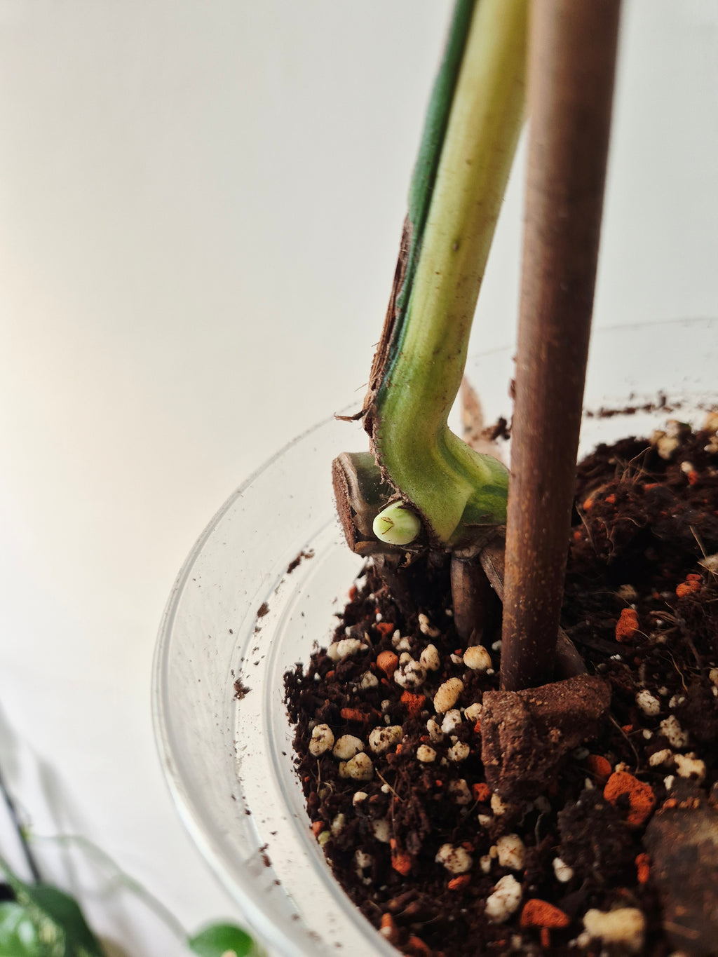 Monstera white lava