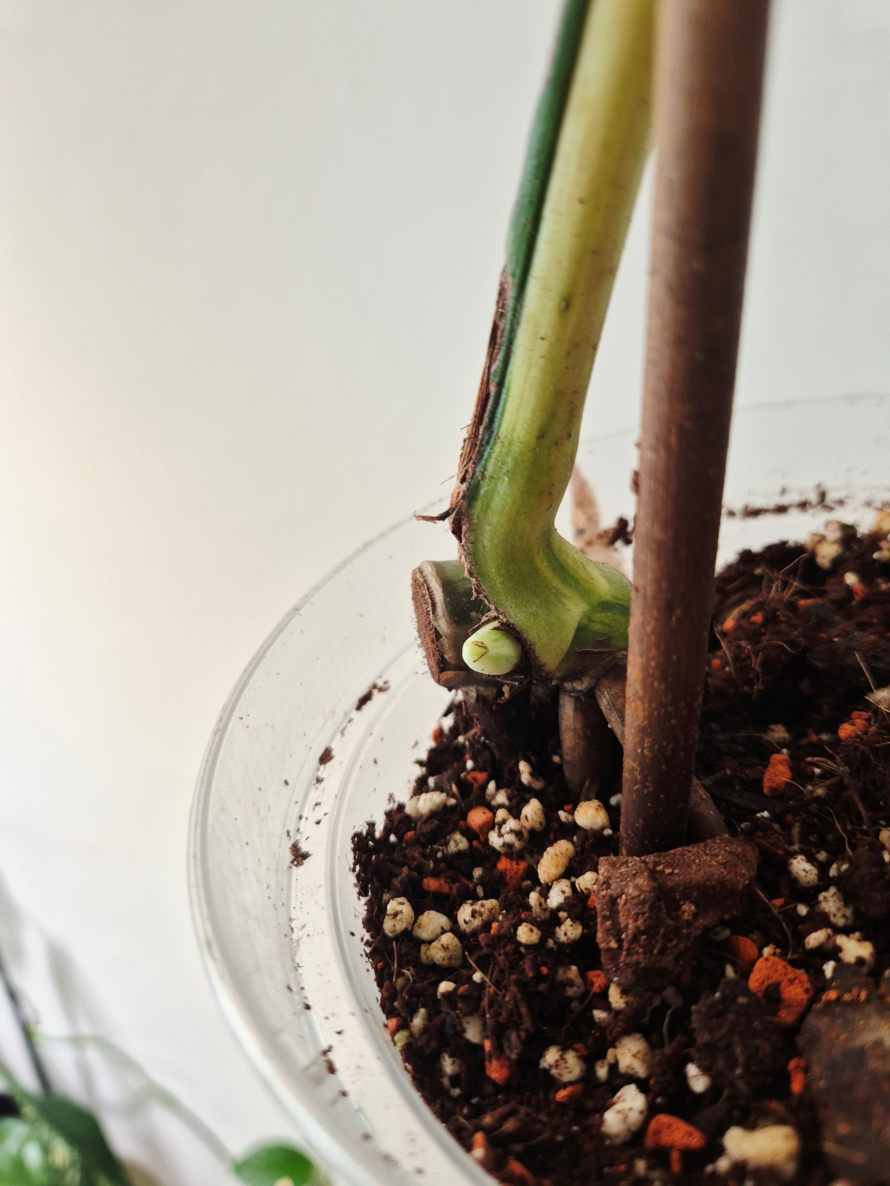 Monstera white lava