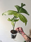 Philodendron florida ghost