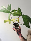 Philodendron florida ghost