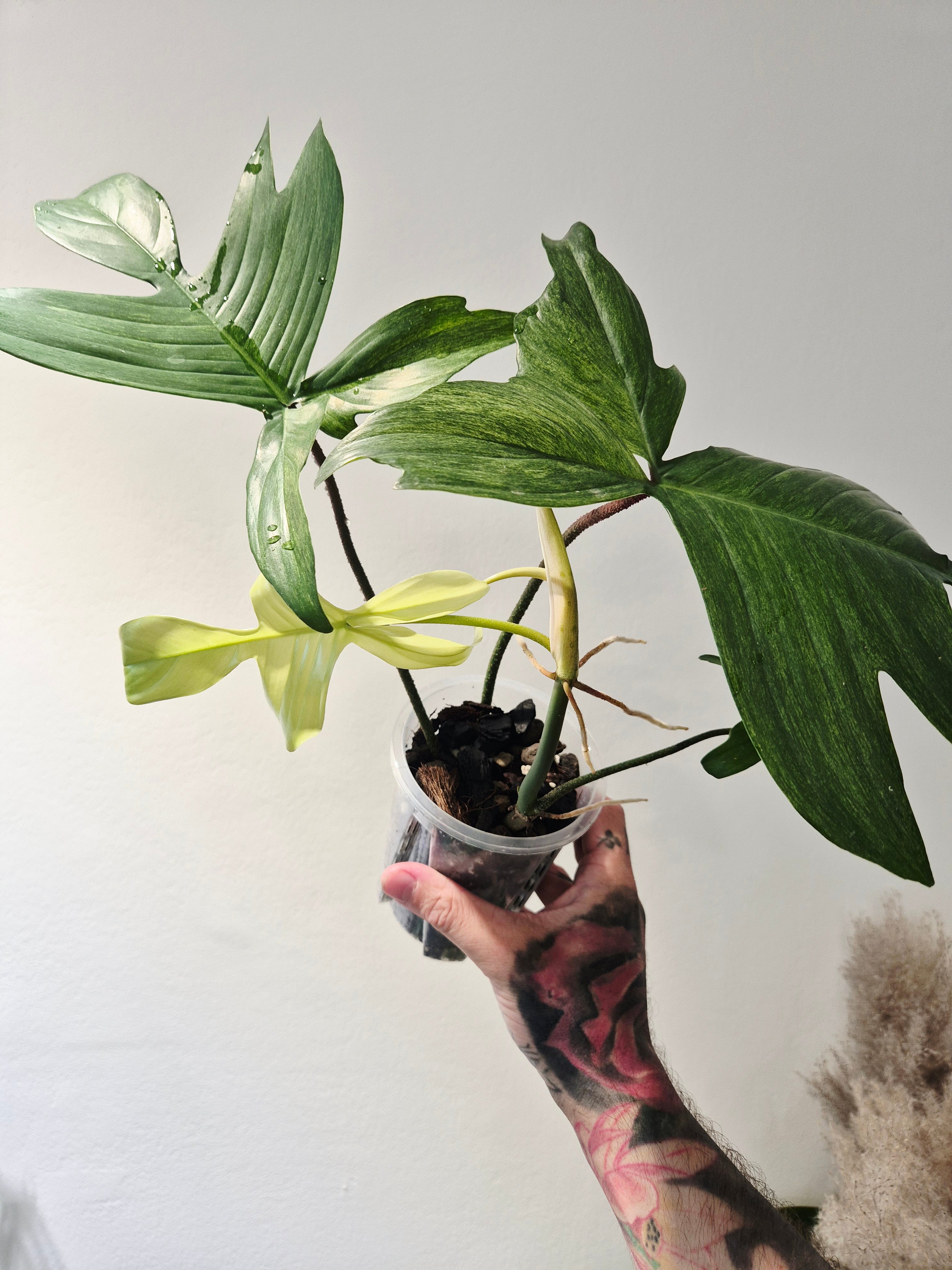 Philodendron florida ghost