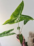 Alocasia Longiloba lemon variegata