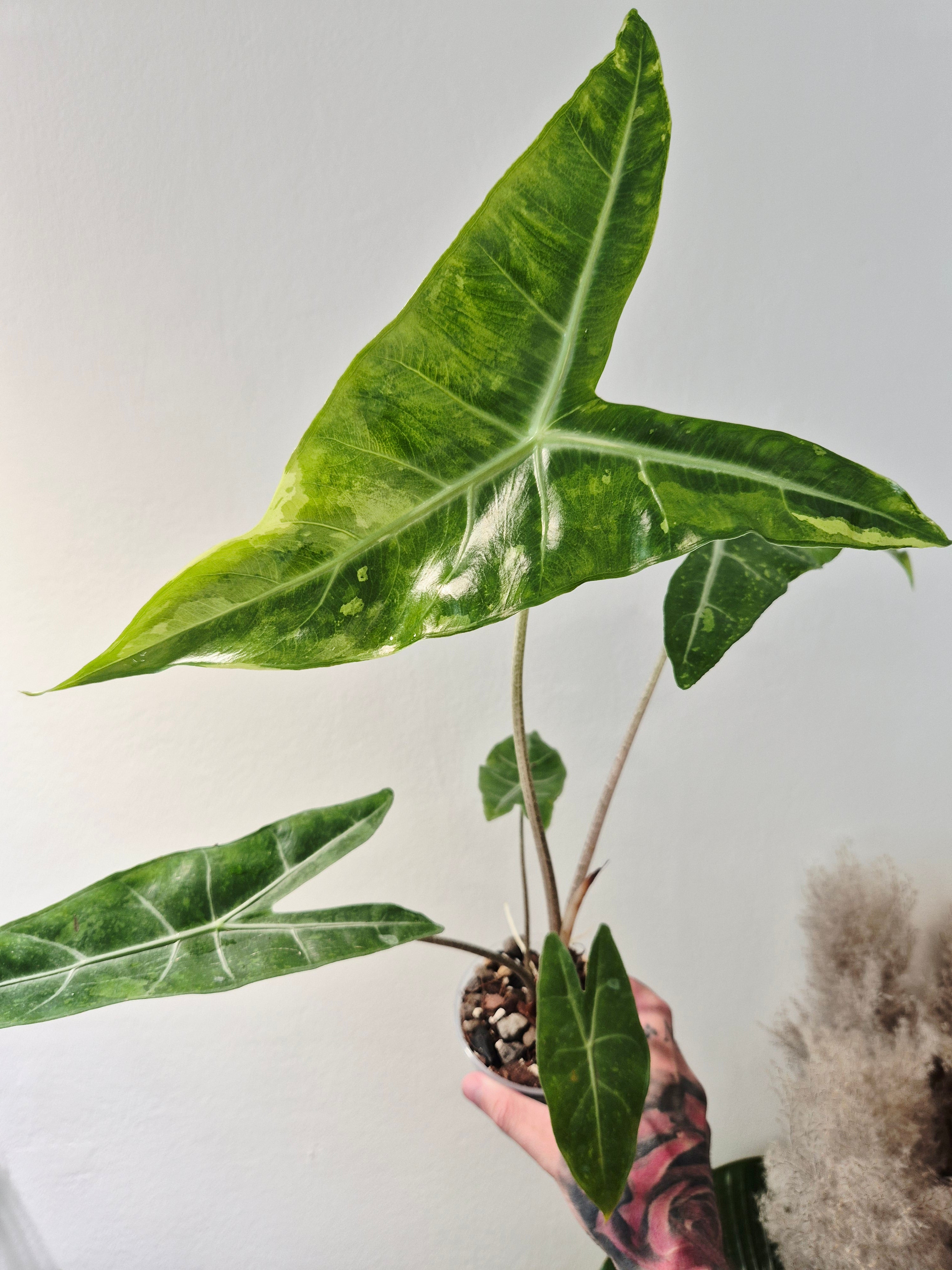 Alocasia Longiloba lemon variegata