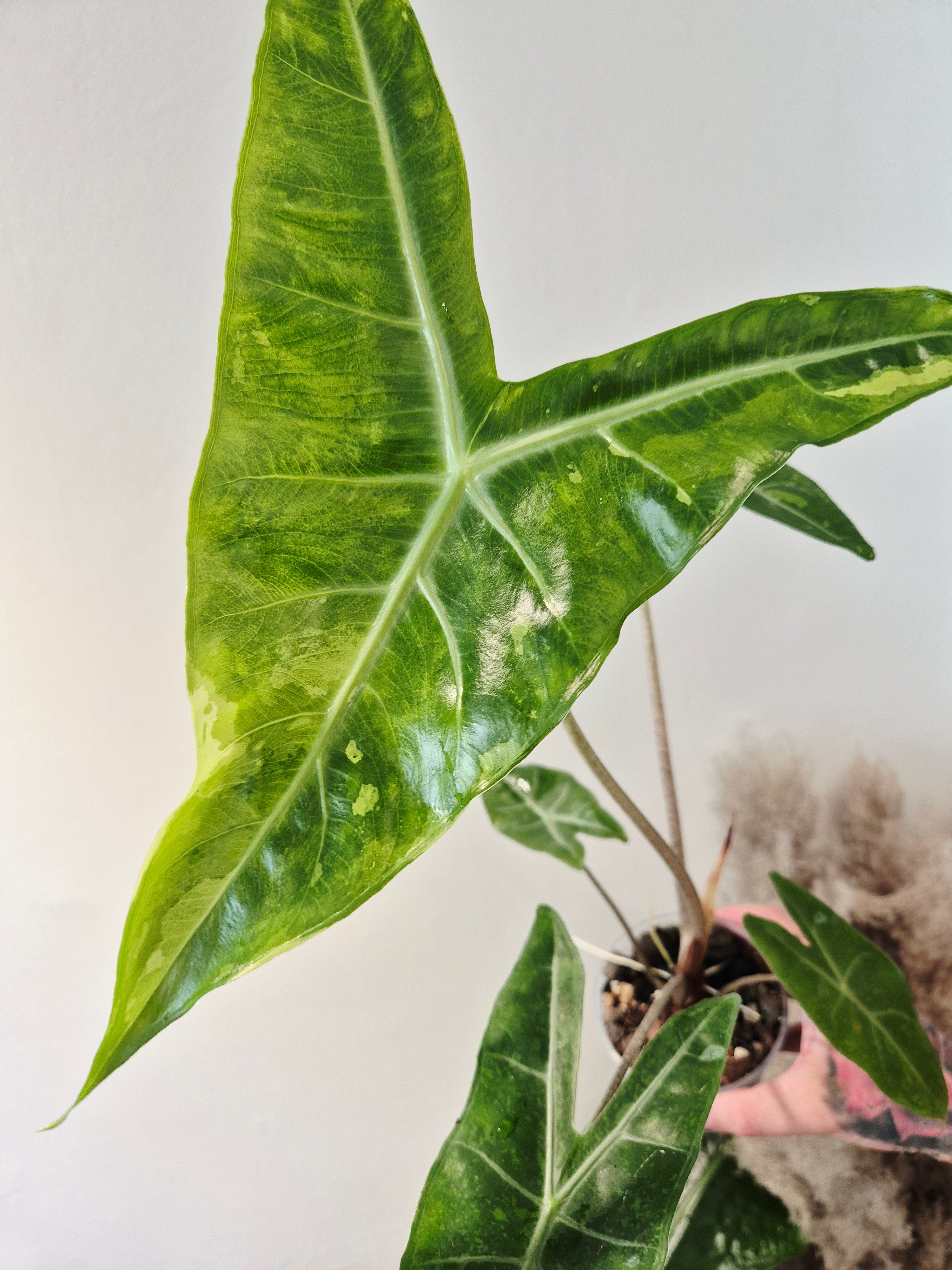 Alocasia Longiloba lemon variegata