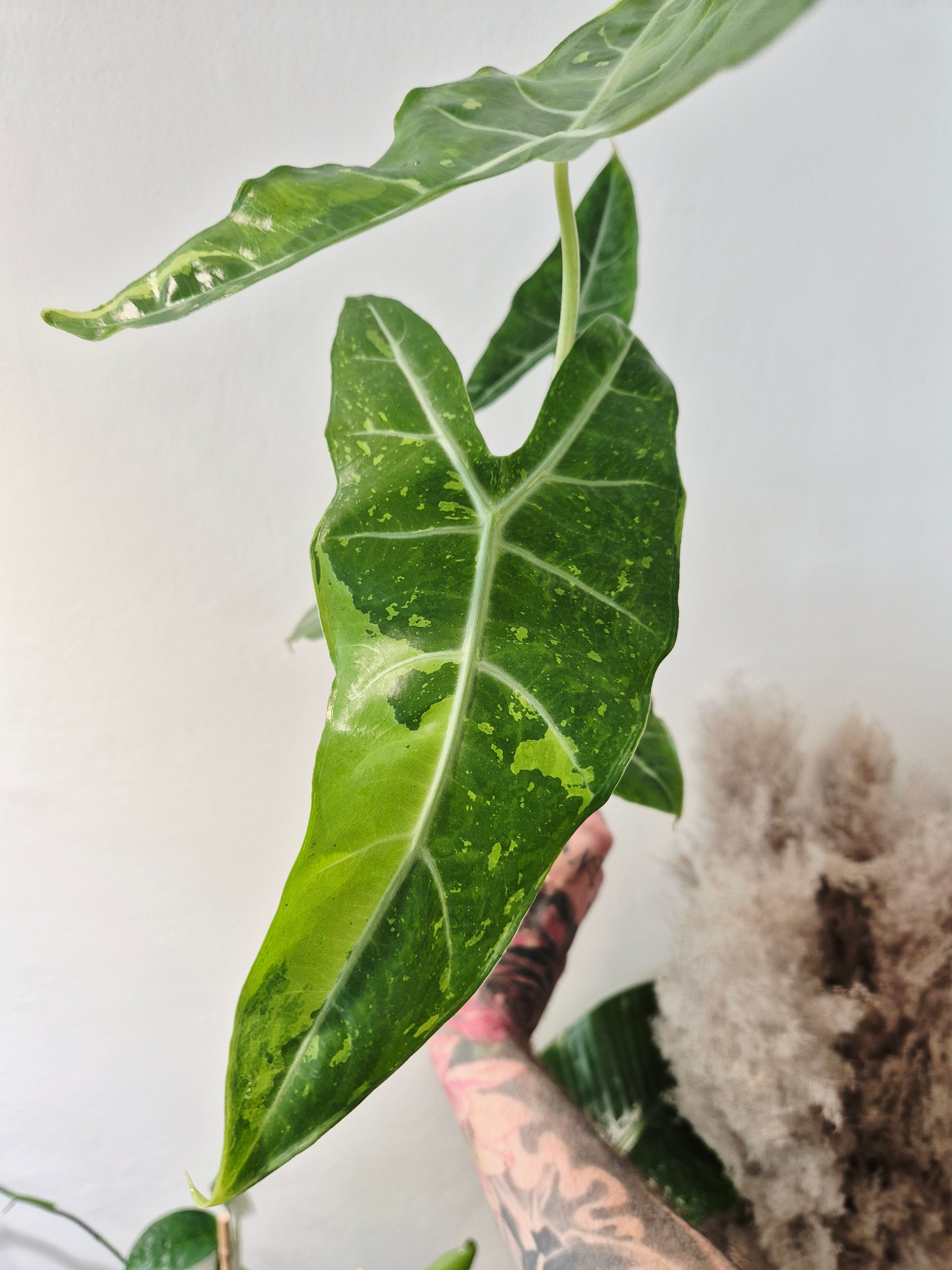 Alocasia Longiloba lemon variegata