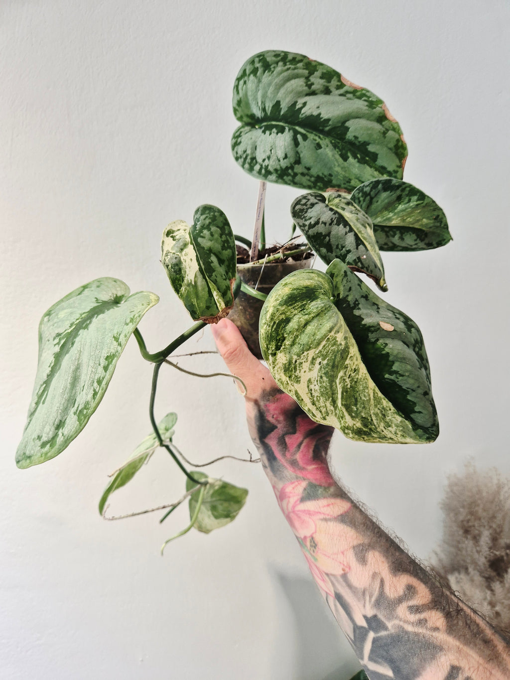 Scindapsus tembaga