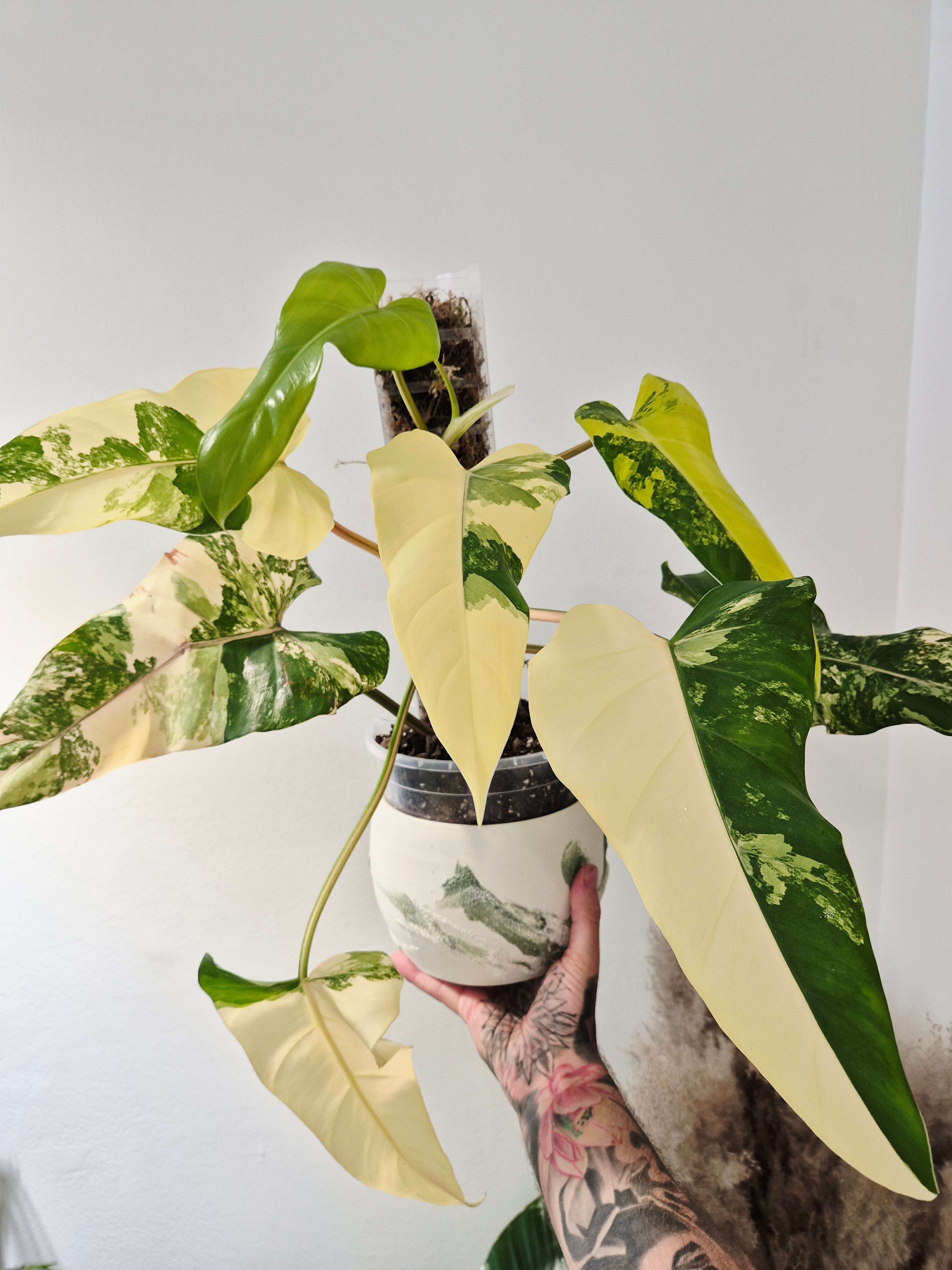 Philodendron Domesticum variegata