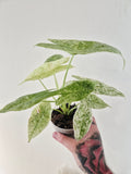 Alocasia longiloba mottled variegata