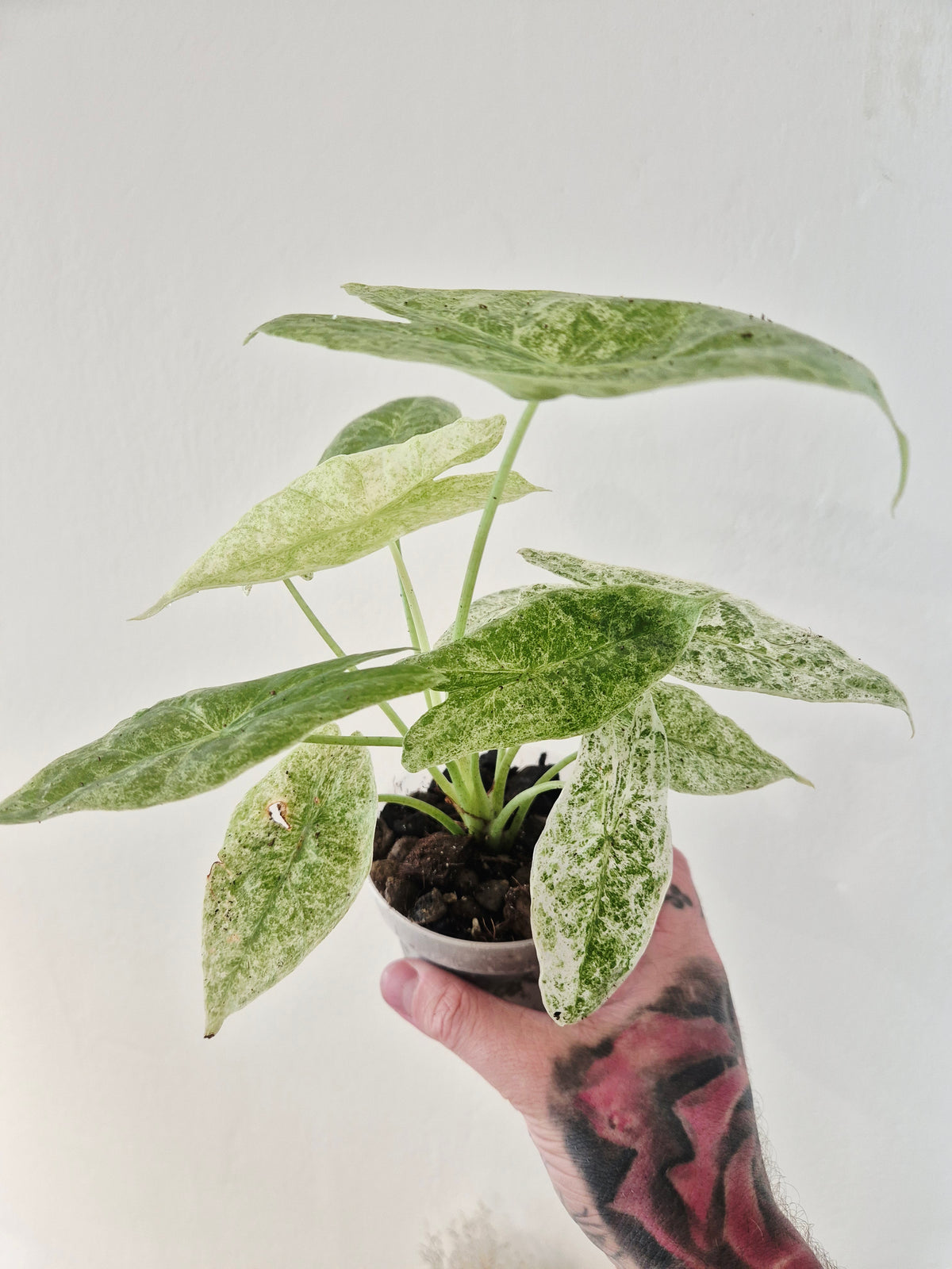 Alocasia longiloba mottled variegata