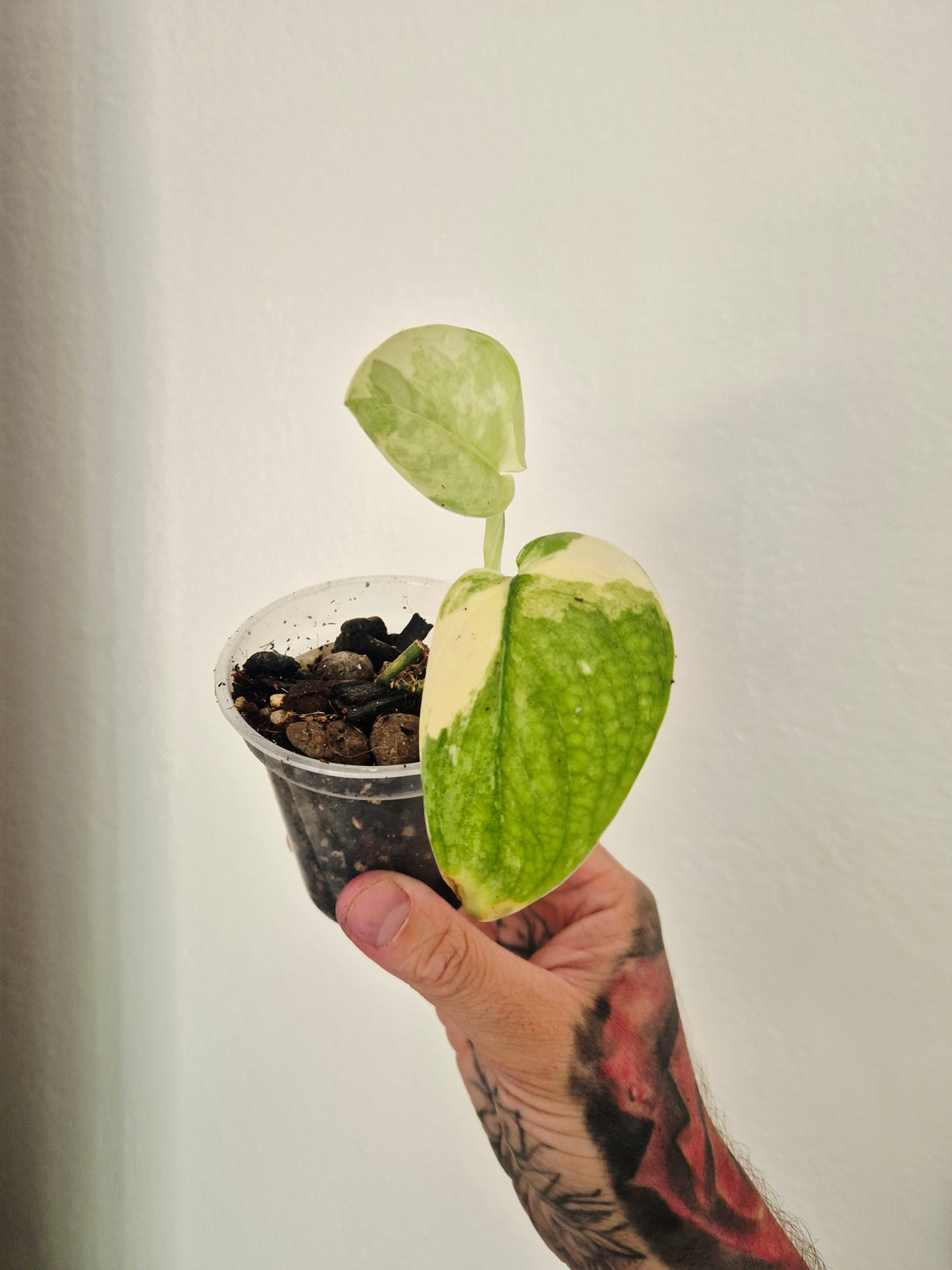 Scindapsus Mangurai
