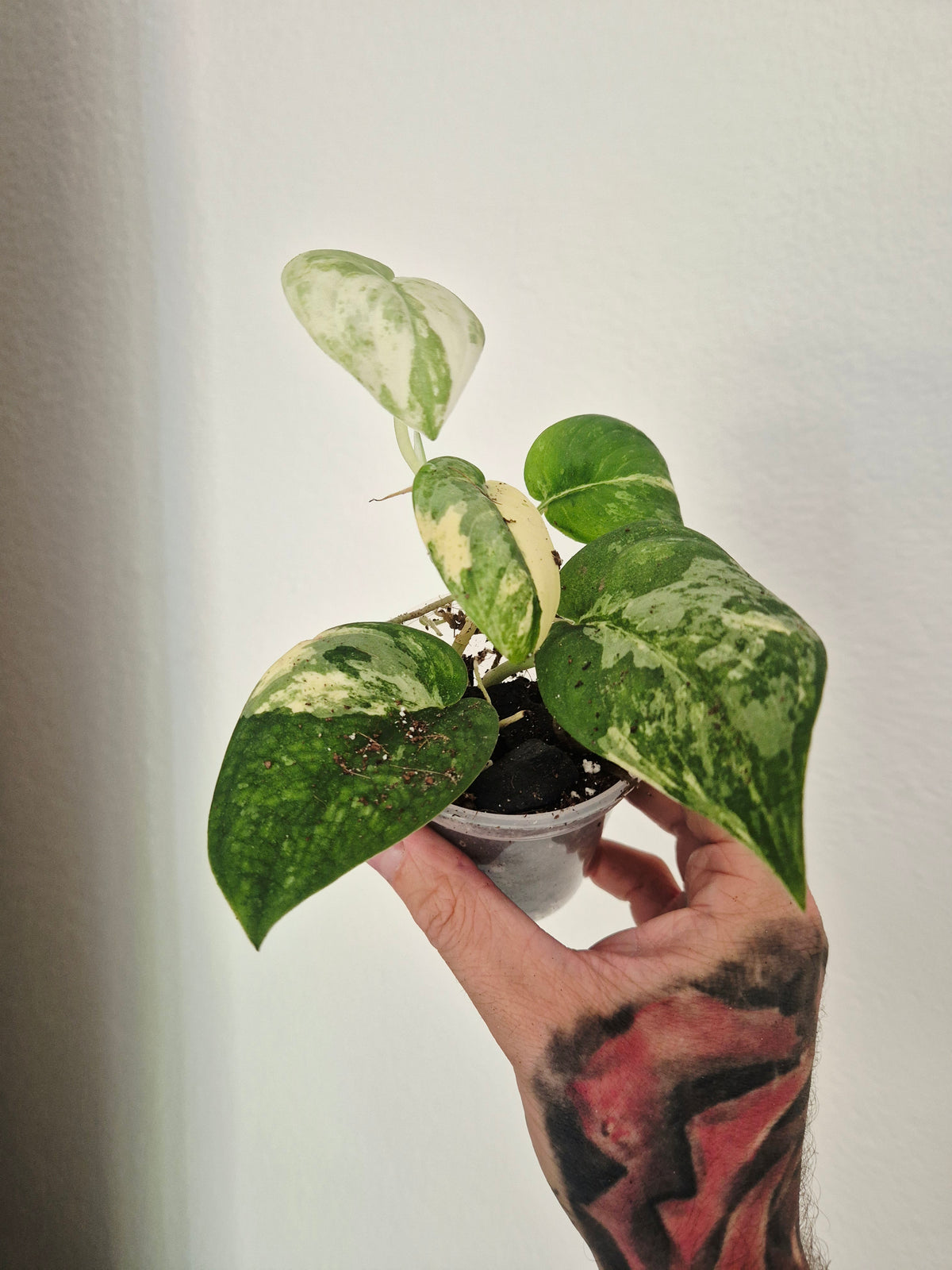 Scindapsus Mangurai