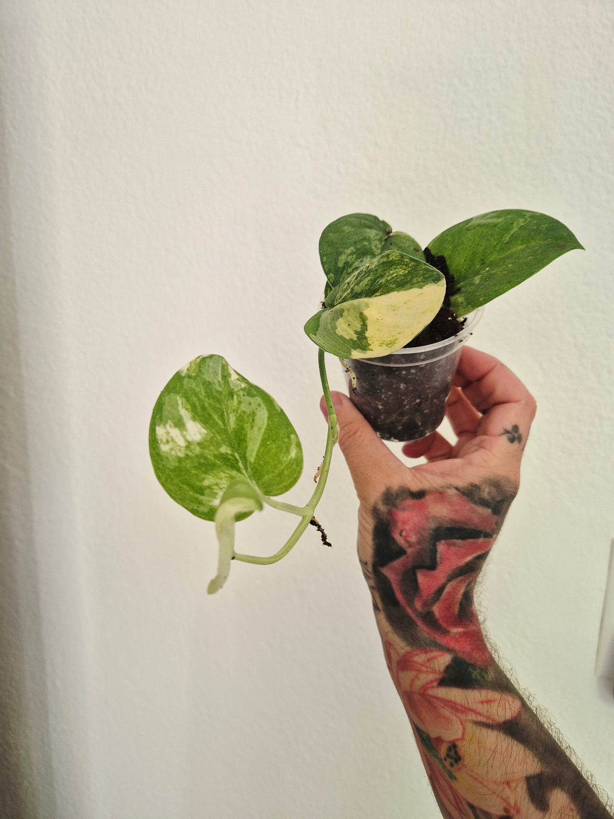 Scindapsus Mangurai