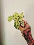 Scindapsus Crême brûlée