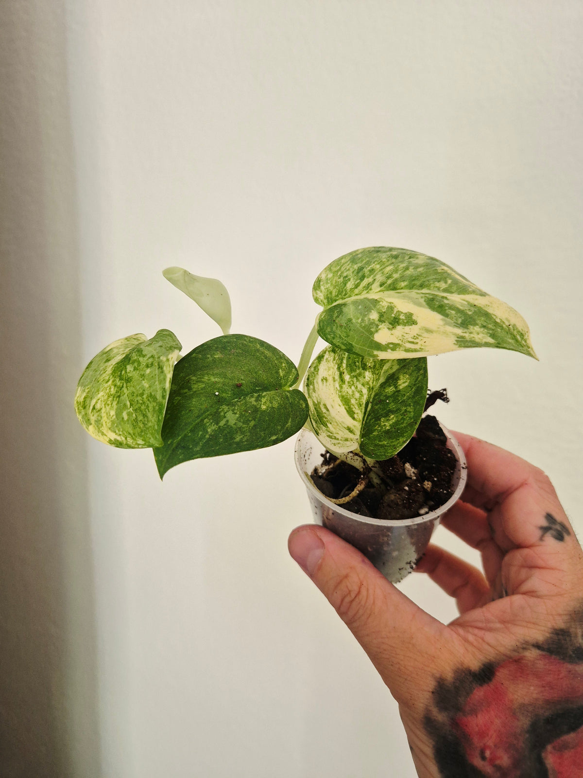 Scindapsus Mangurai