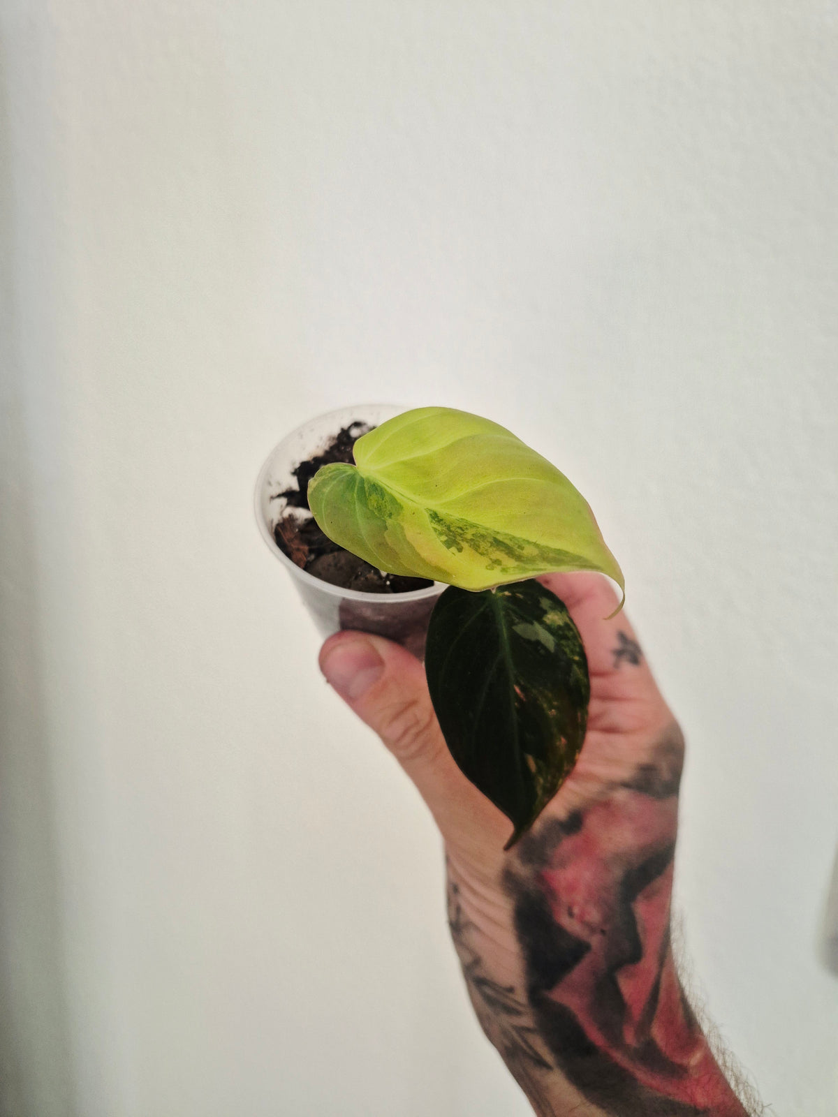 Philodendron Micans variegata