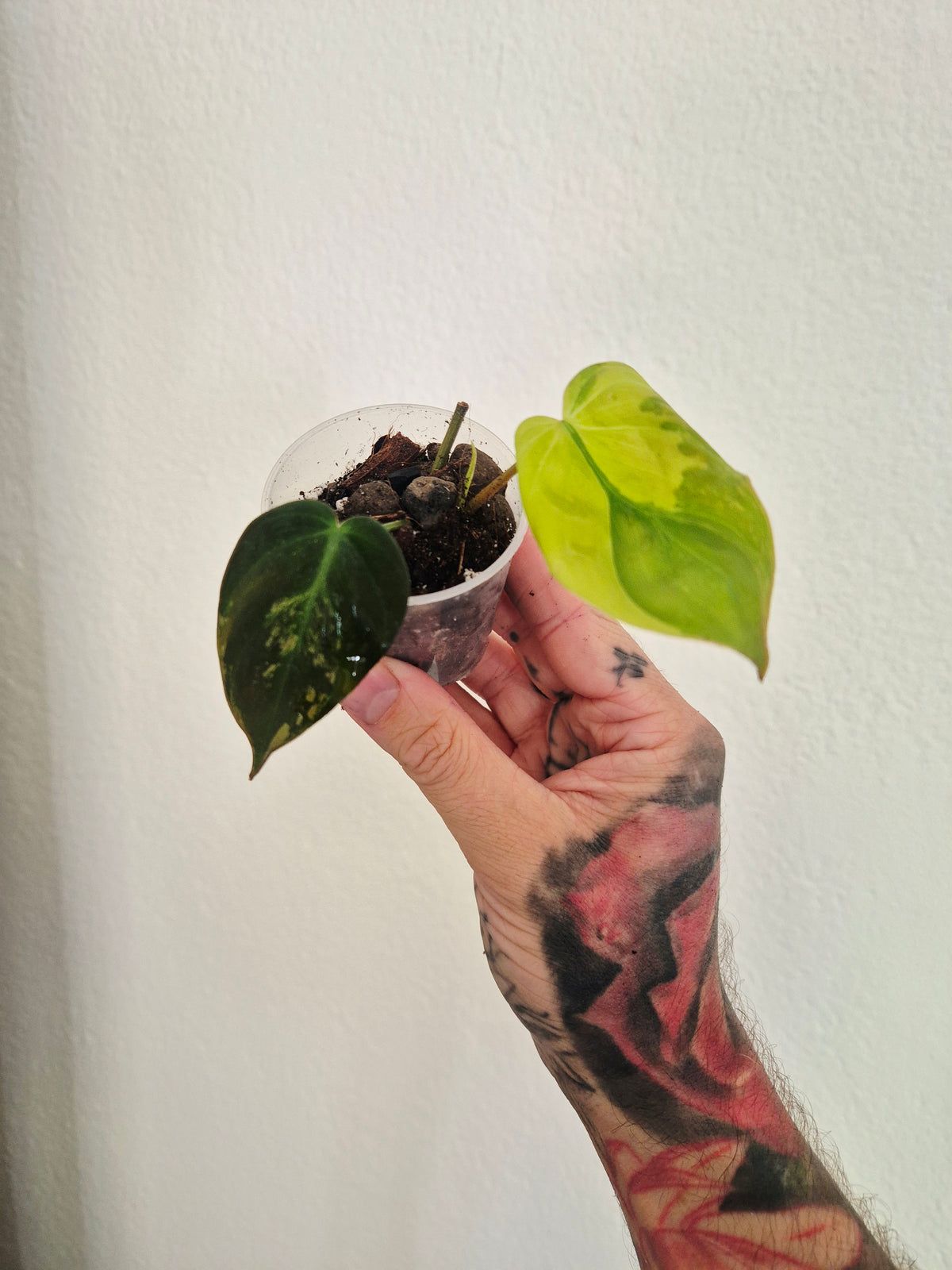Philodendron Micans variegata