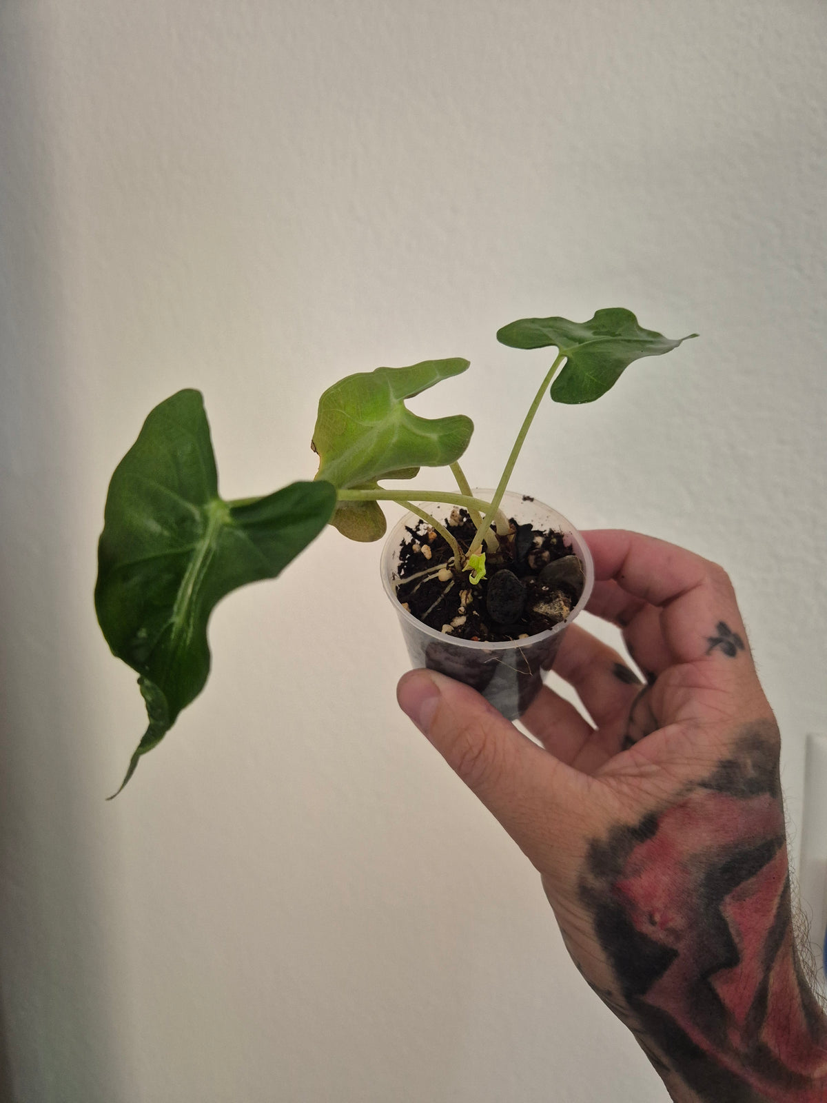 Alocasia Loco