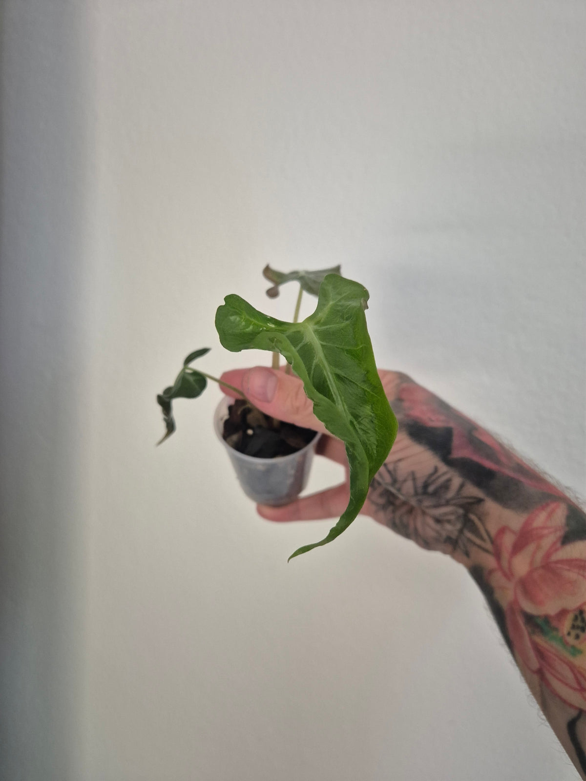 Alocasia Loco