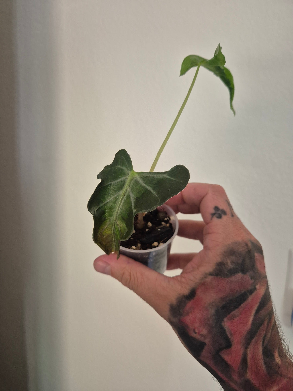 Alocasia Loco