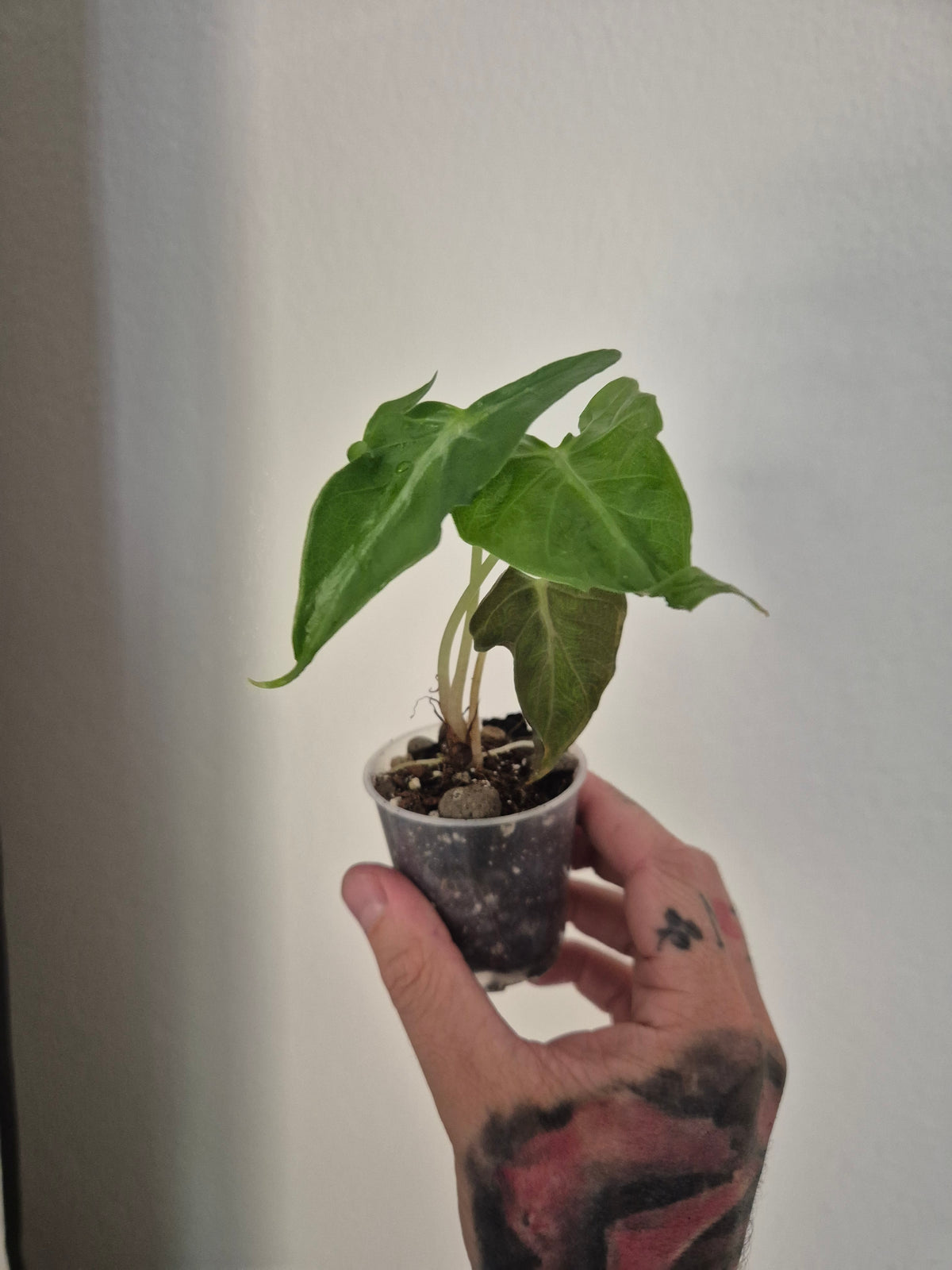 Alocasia Loco