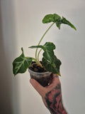 Alocasia Loco