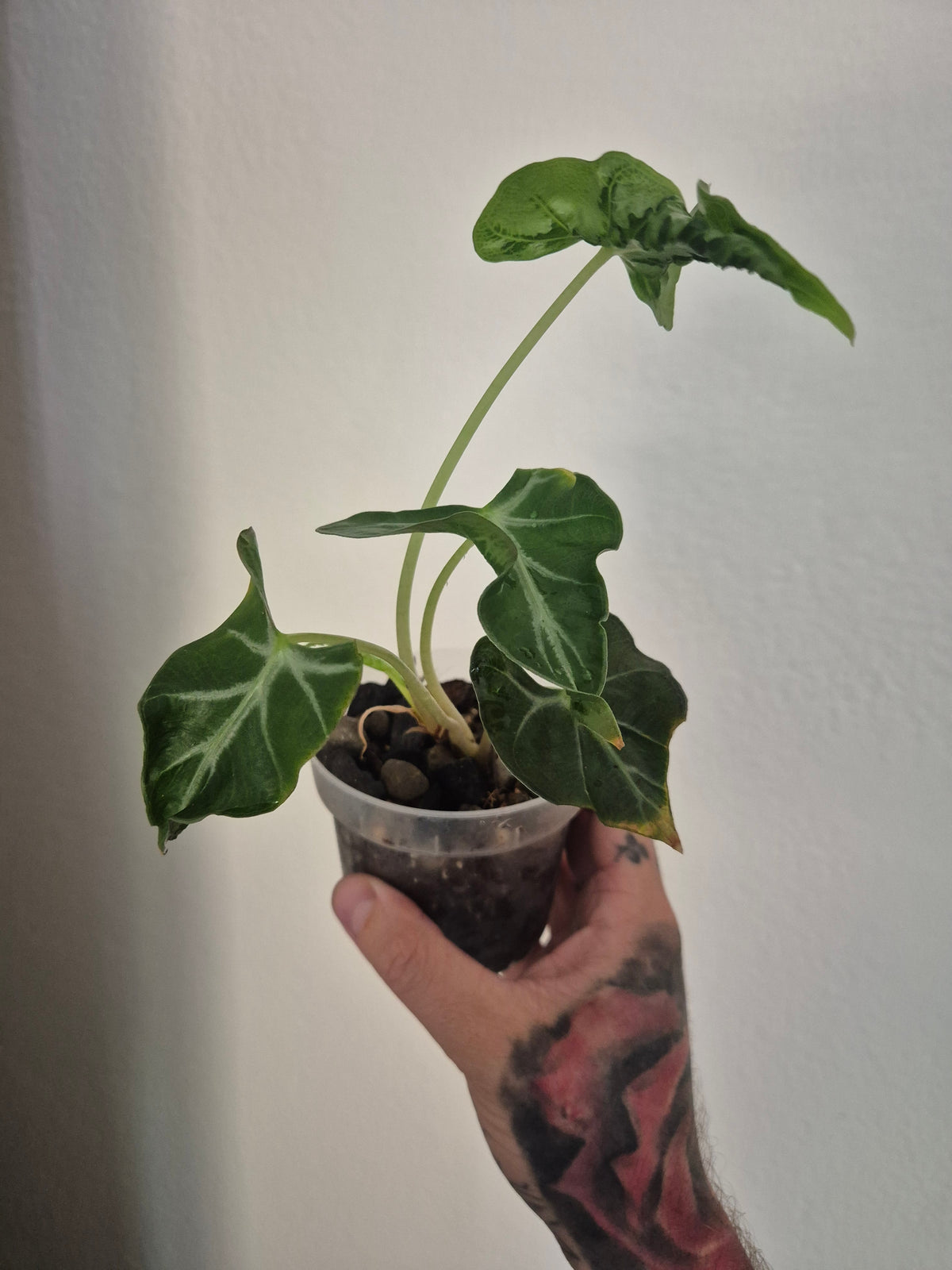 Alocasia Loco