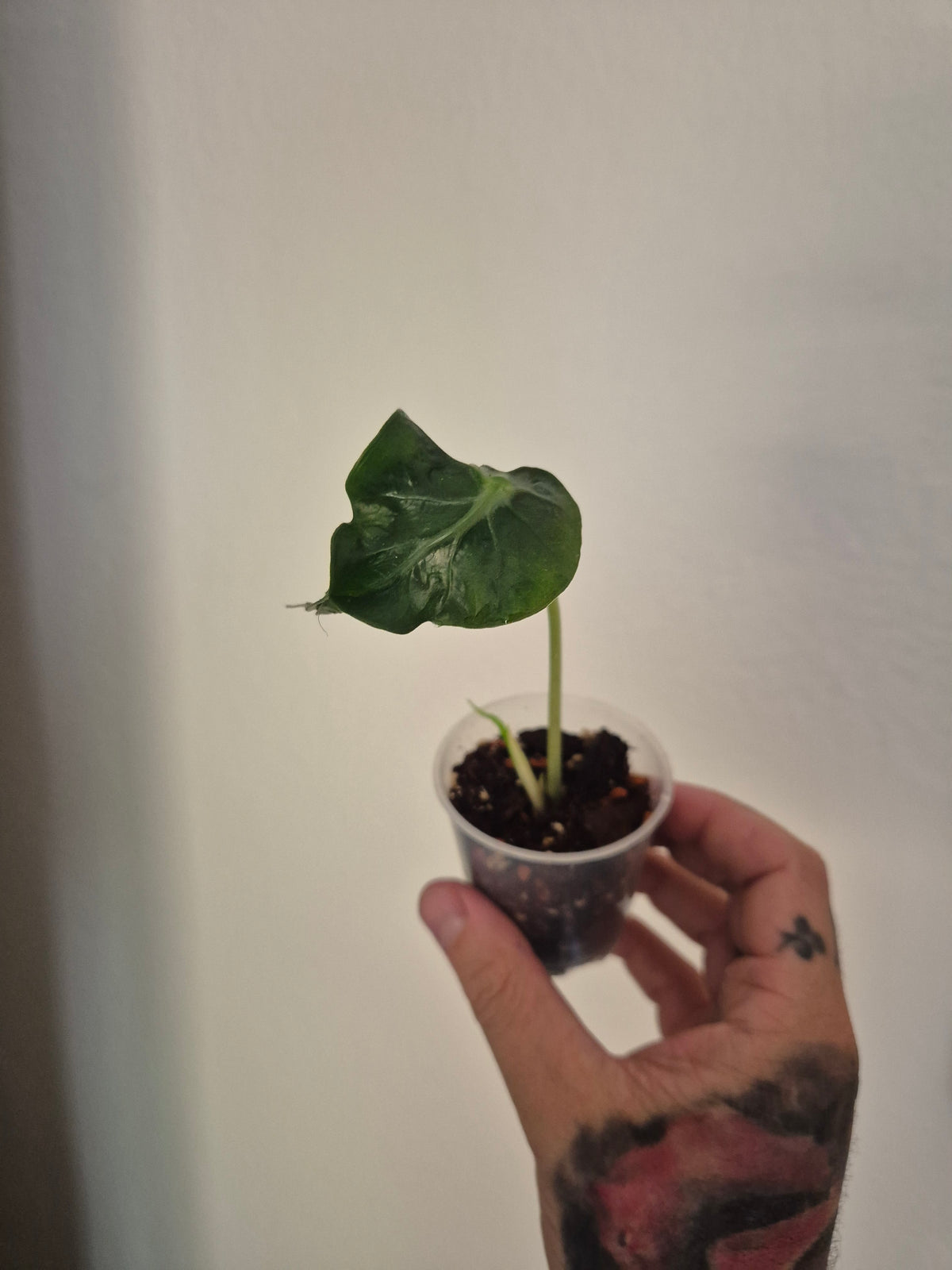 Alocasia Loco