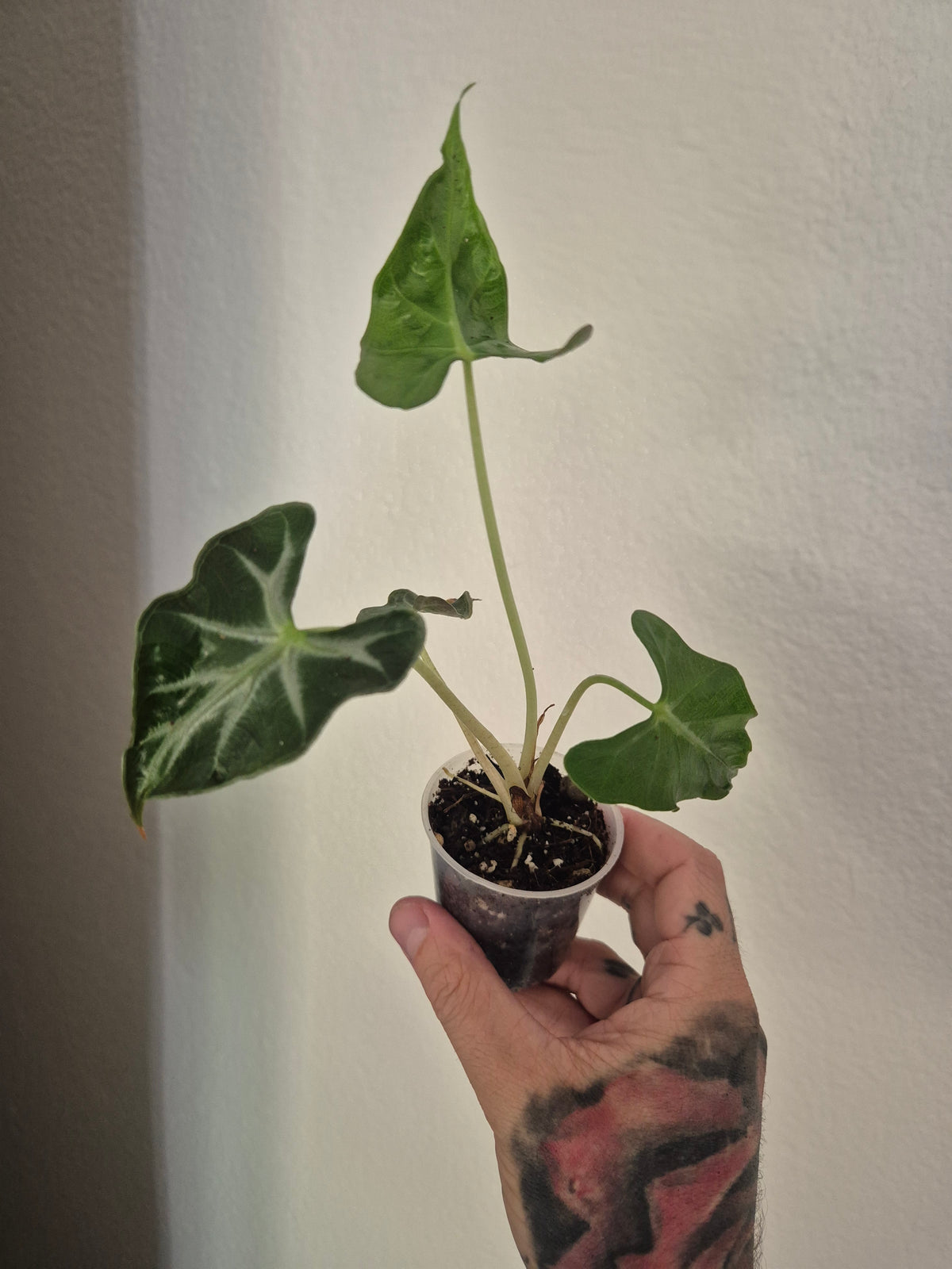 Alocasia Loco