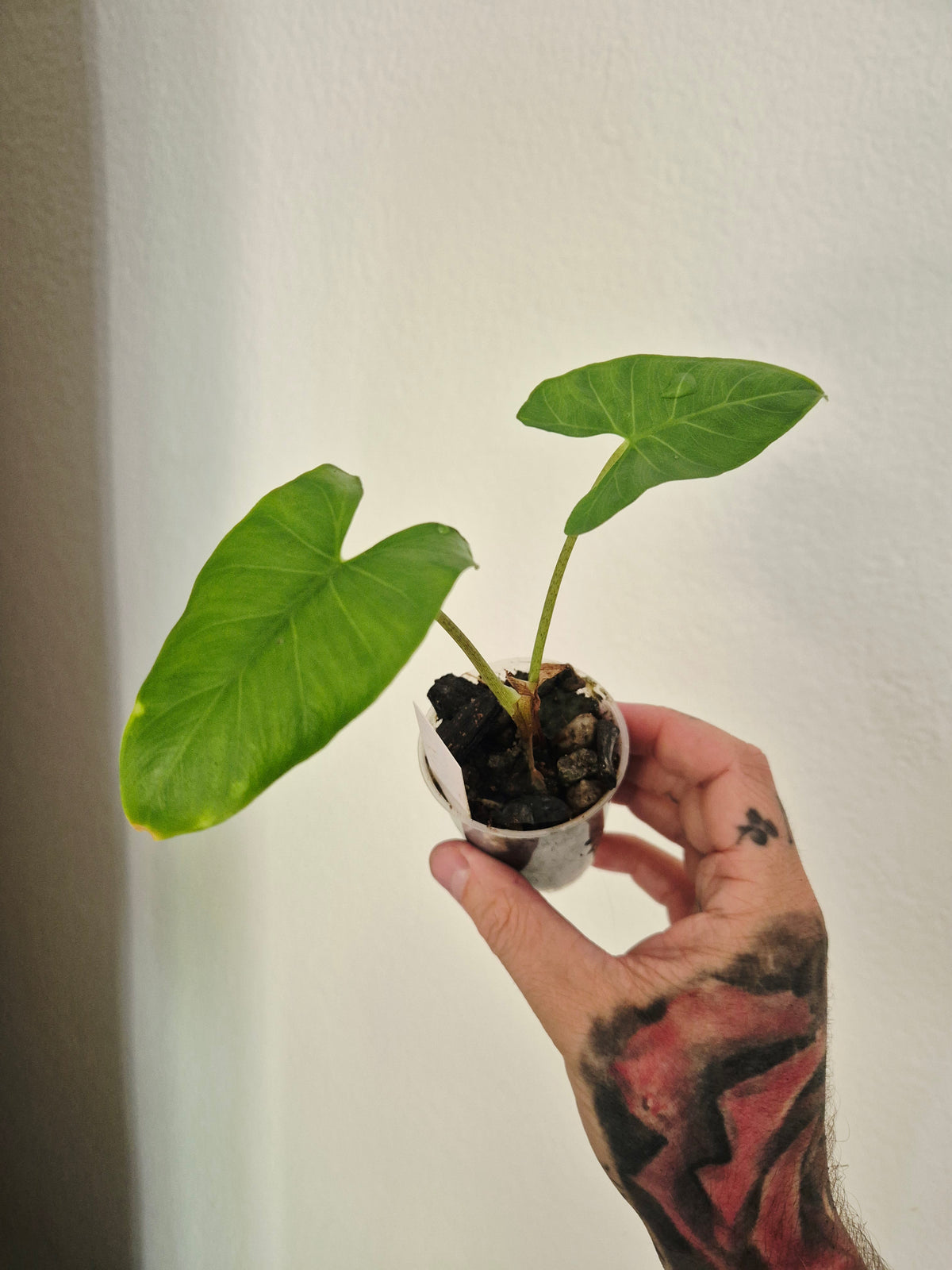 Alocasia Boyceana