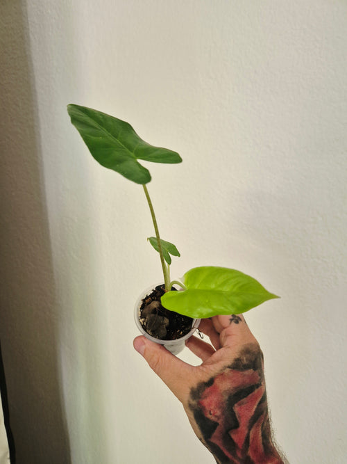 Alocasia Boyceana