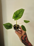 Alocasia Cycleopata hybrid