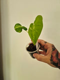 Alocasia Longiloba albo pink back