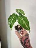 Alocasia Venom